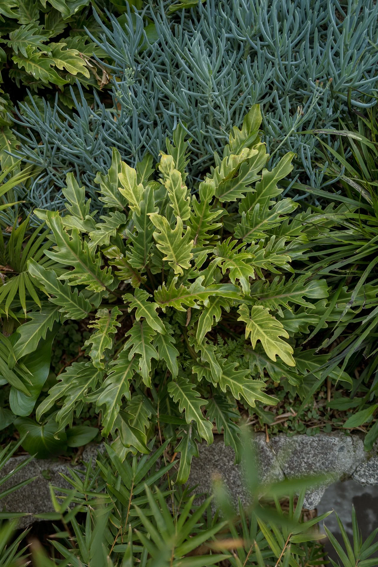 Garden Website-16.jpg