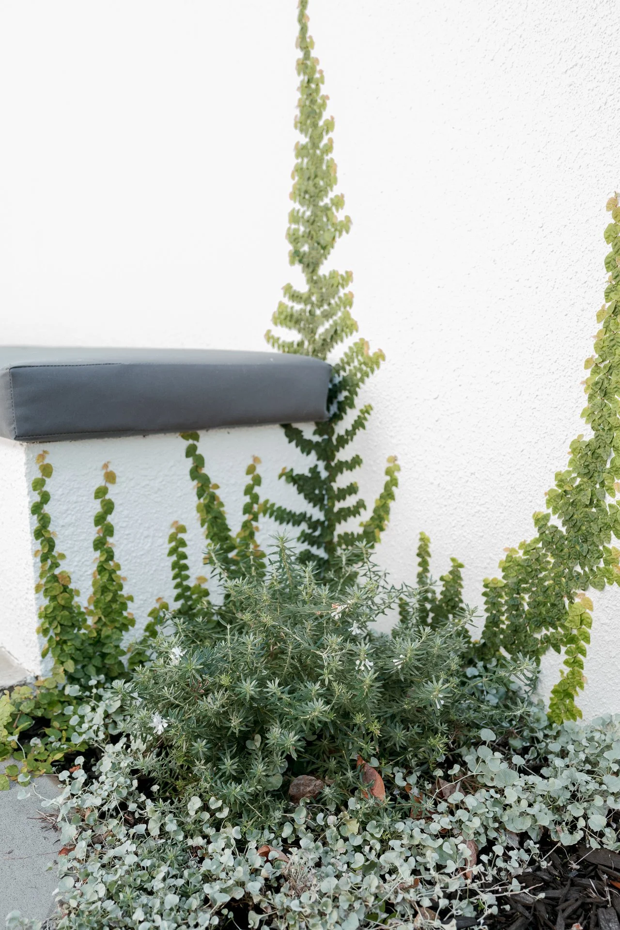 Outdoor wall with climbing plants and a gray cushion on a ledge.