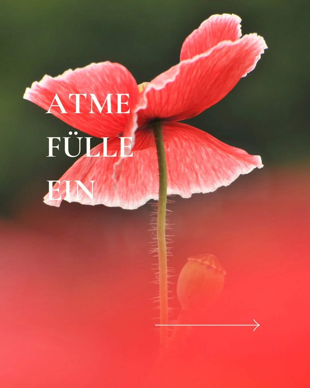 Dein Nervensystem ist kein Start-up. Du musst nicht ununterbrochen wachsen, leisten und optimieren. 🌿
Wir leben in einer Welt, die das reine Tun feiert. Doch die wahre Magie liegt so oft im sanften Sein. F&uuml;lle ist so viel mehr als materieller R