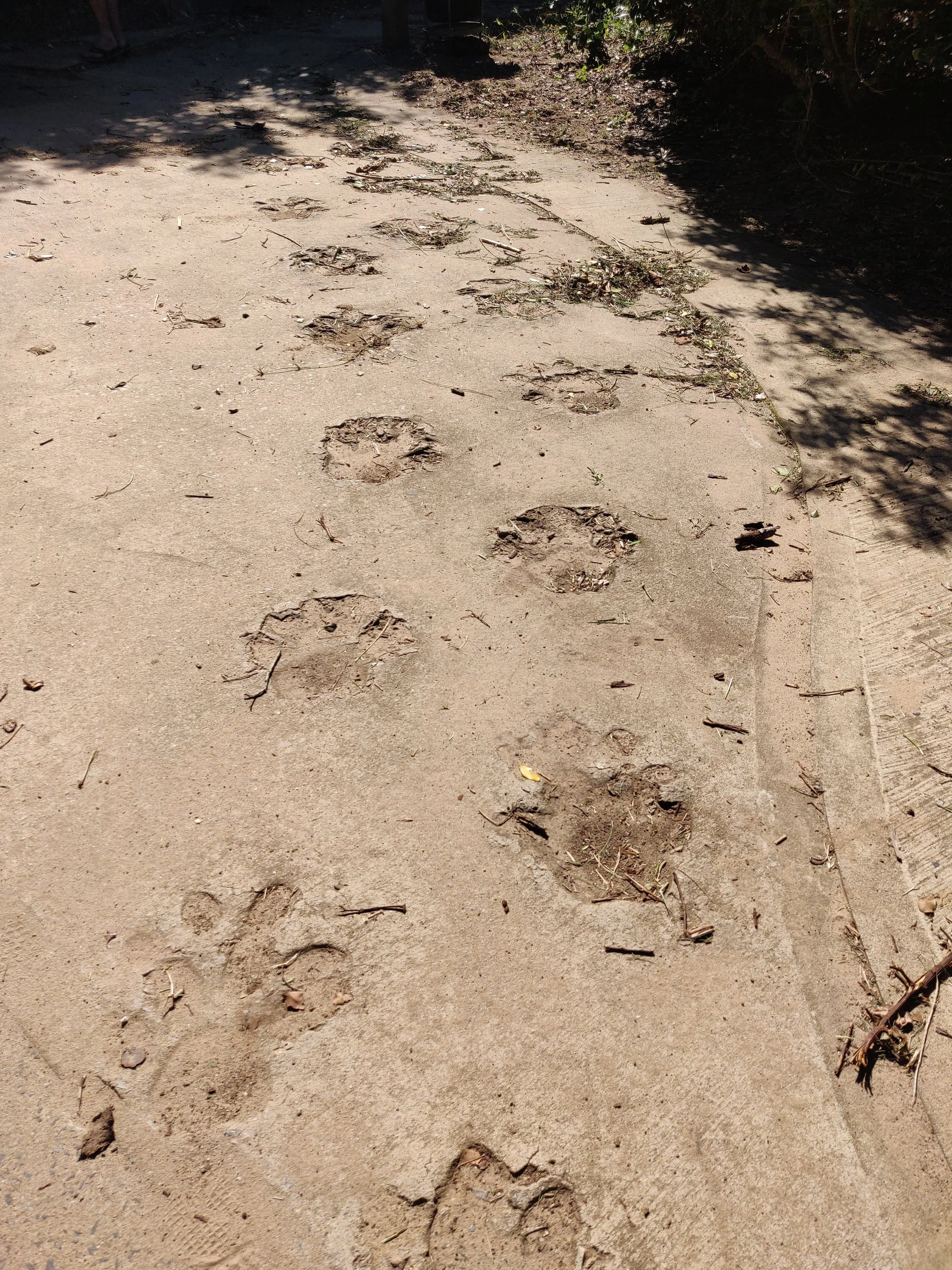 Footprints in the dirt on a sandy trail with some scattered leaves and twigs, shadowed on one side.