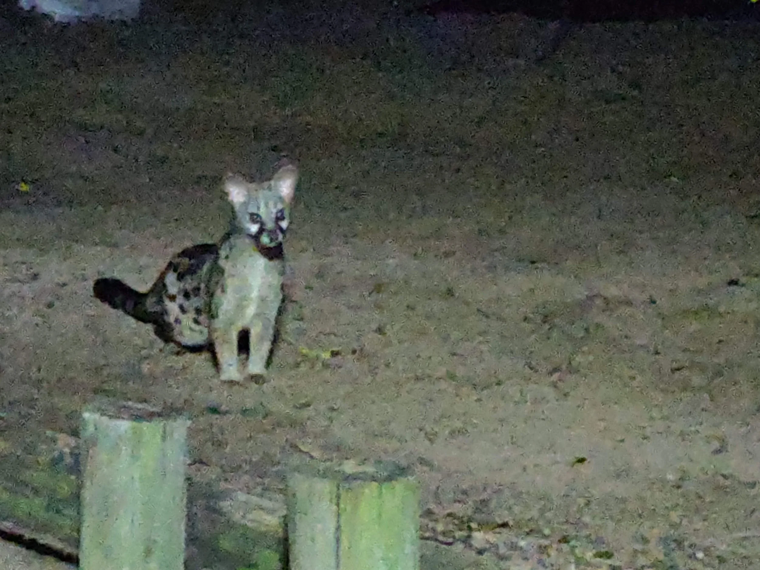 A lynx kitten sitting on a dirt ground at night, near wooden posts.