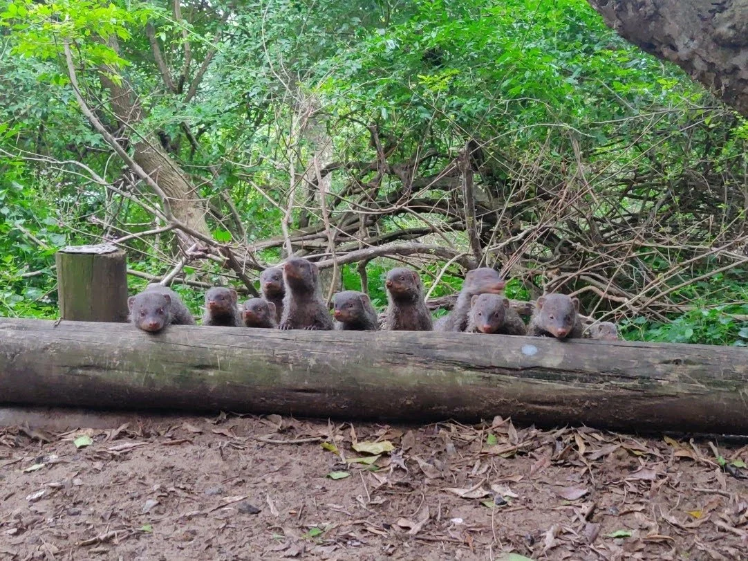 Several otters are peeking over a logs on the ground in a green wooded area.