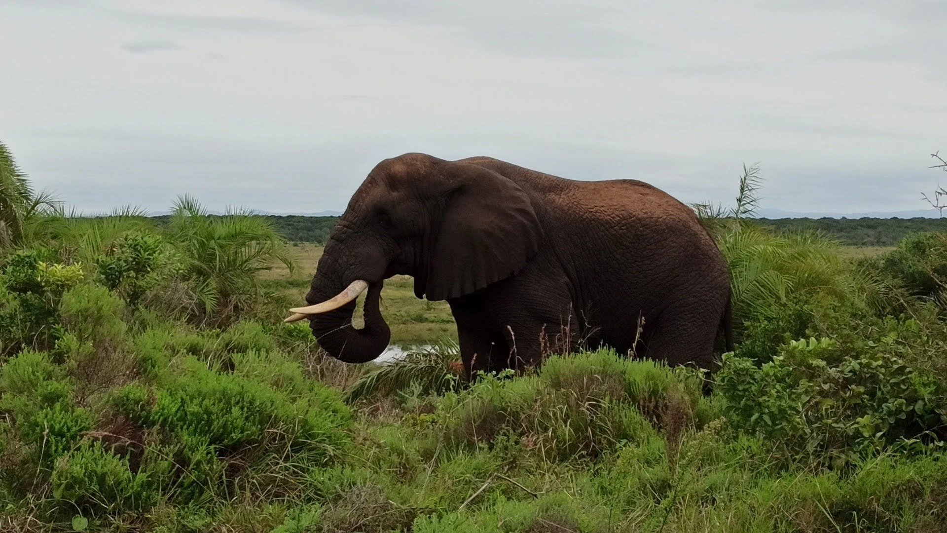 An adult elephant grazing in a lush green landscape with shrubs and trees, under a cloudy sky.