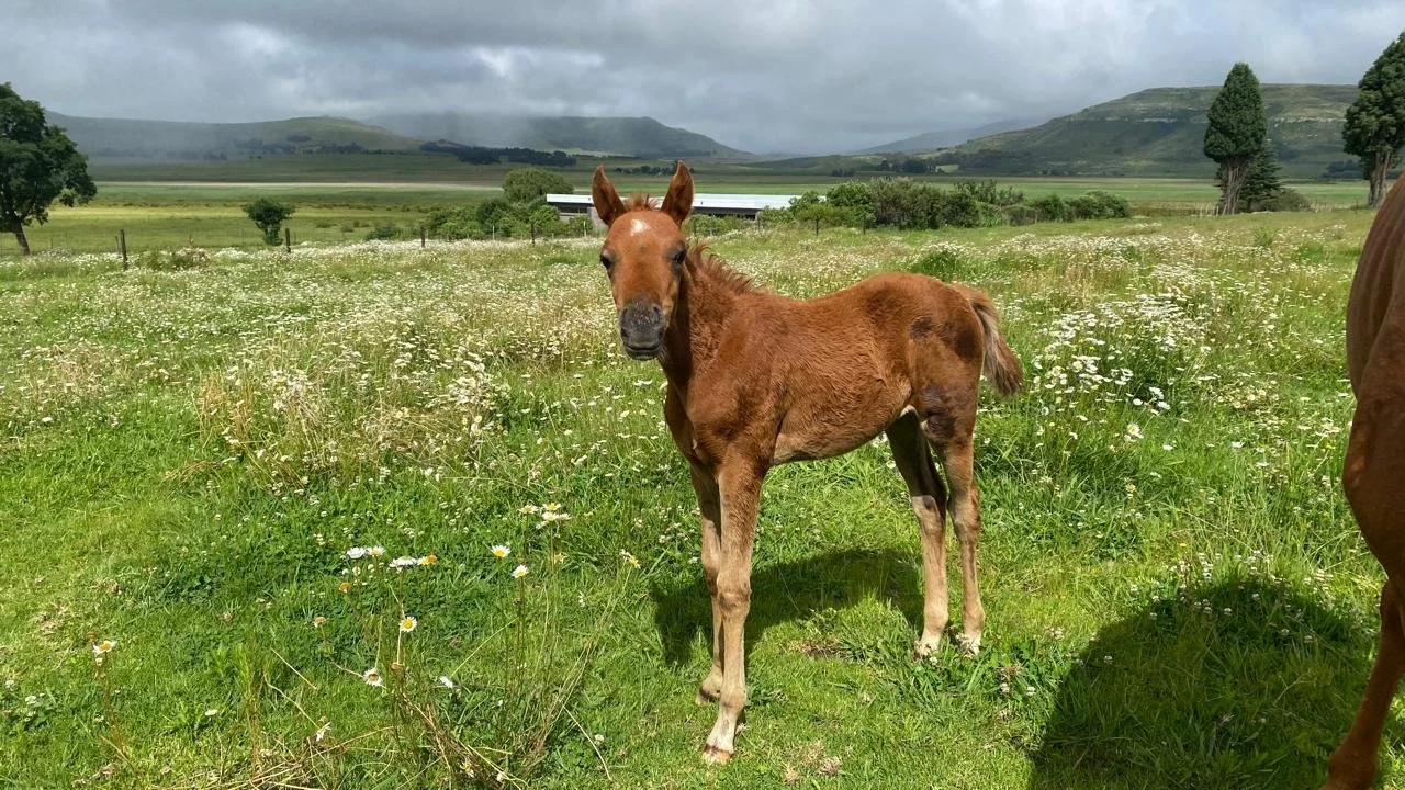 A brown foal standing in a green field with white wildflowers on a cloudy day, with mountains and trees in the background.