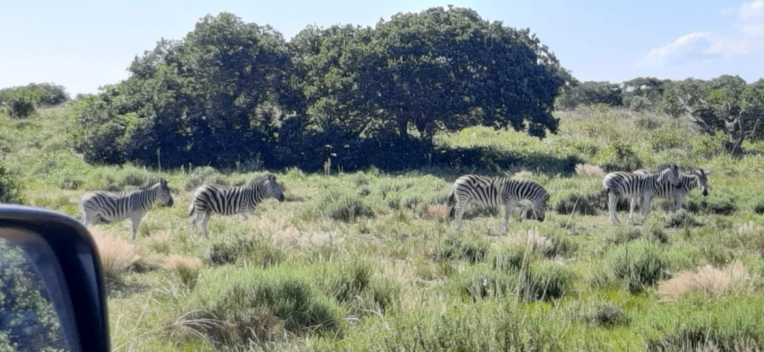 A group of five zebras grazing and standing in a grassy, green landscape with bushes and trees, under a blue sky with some clouds.