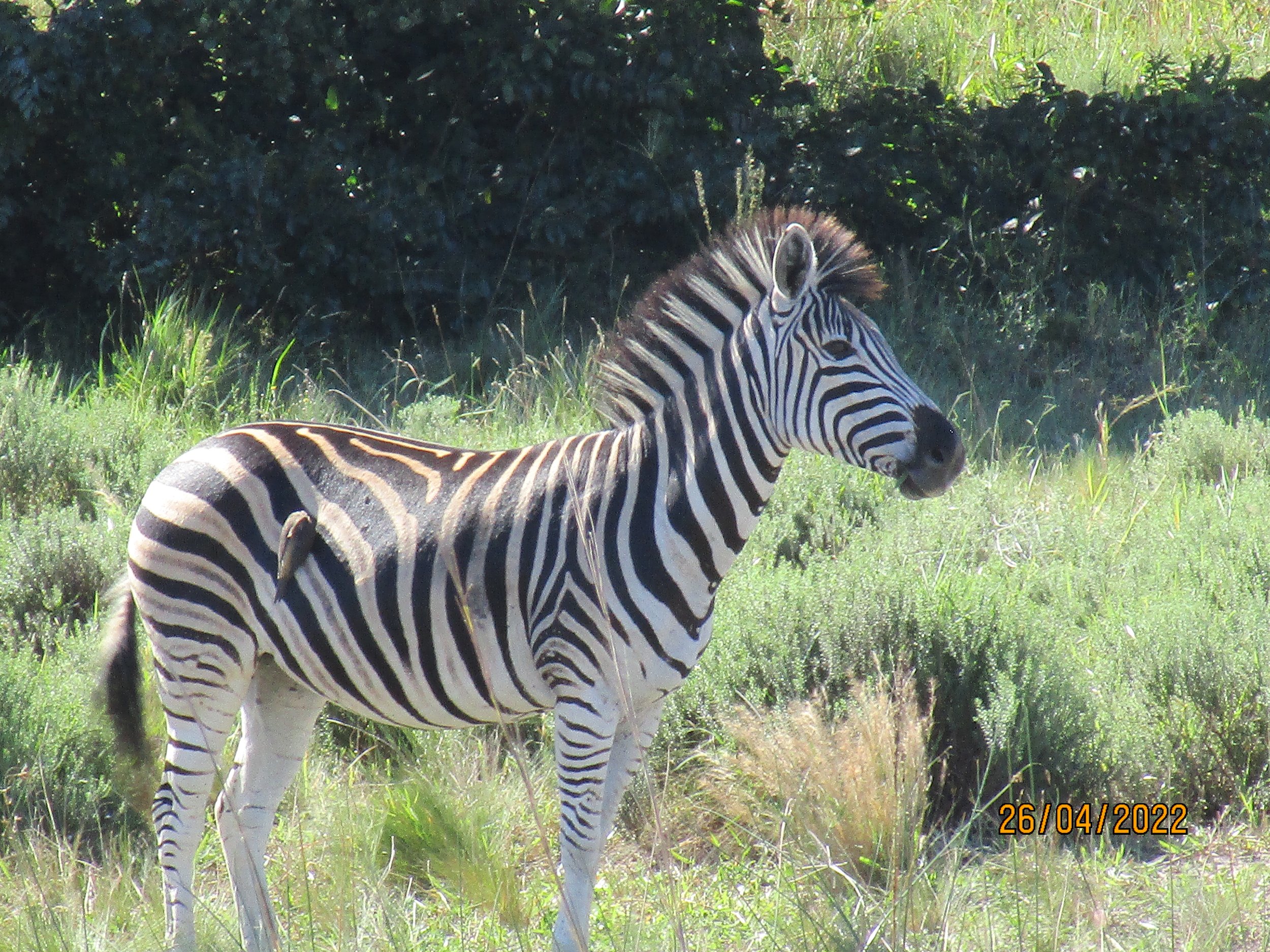 A zebra standing in a grassy field with bushes and trees in the background.