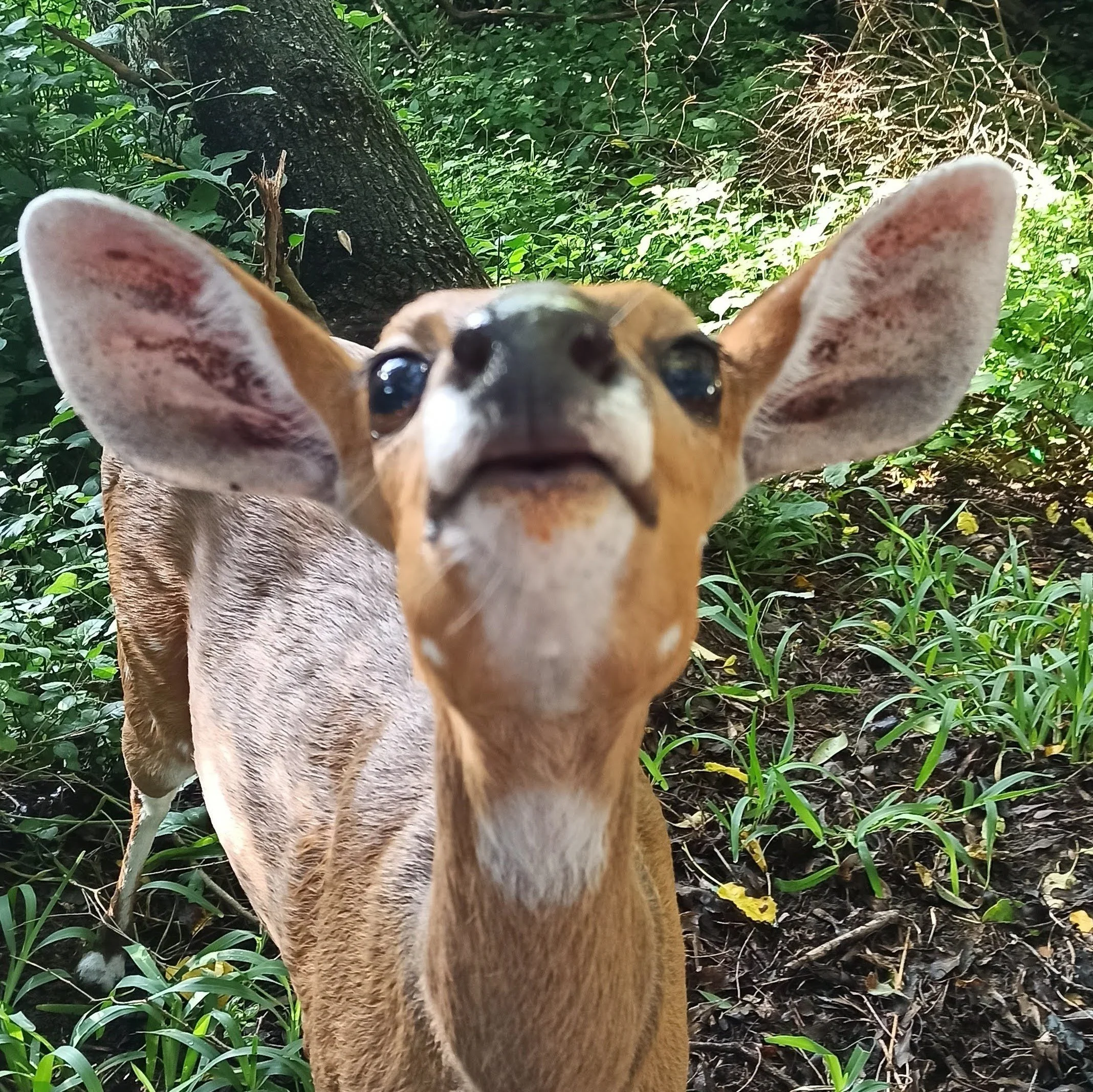 Close-up of a young deer with large ears in a green forest, looking directly at the camera.