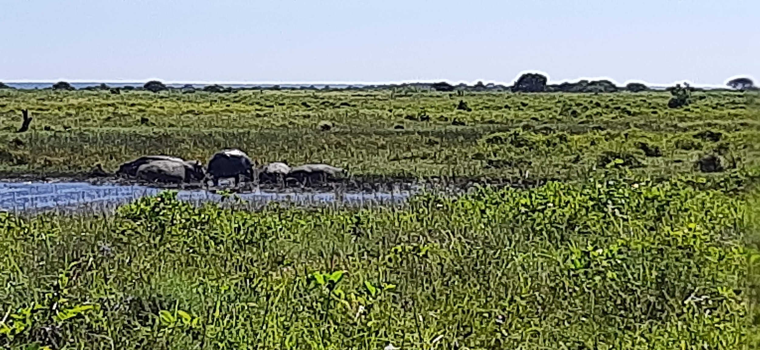 Elephants walking through a wetland surrounded by green grassy fields under a clear sky.