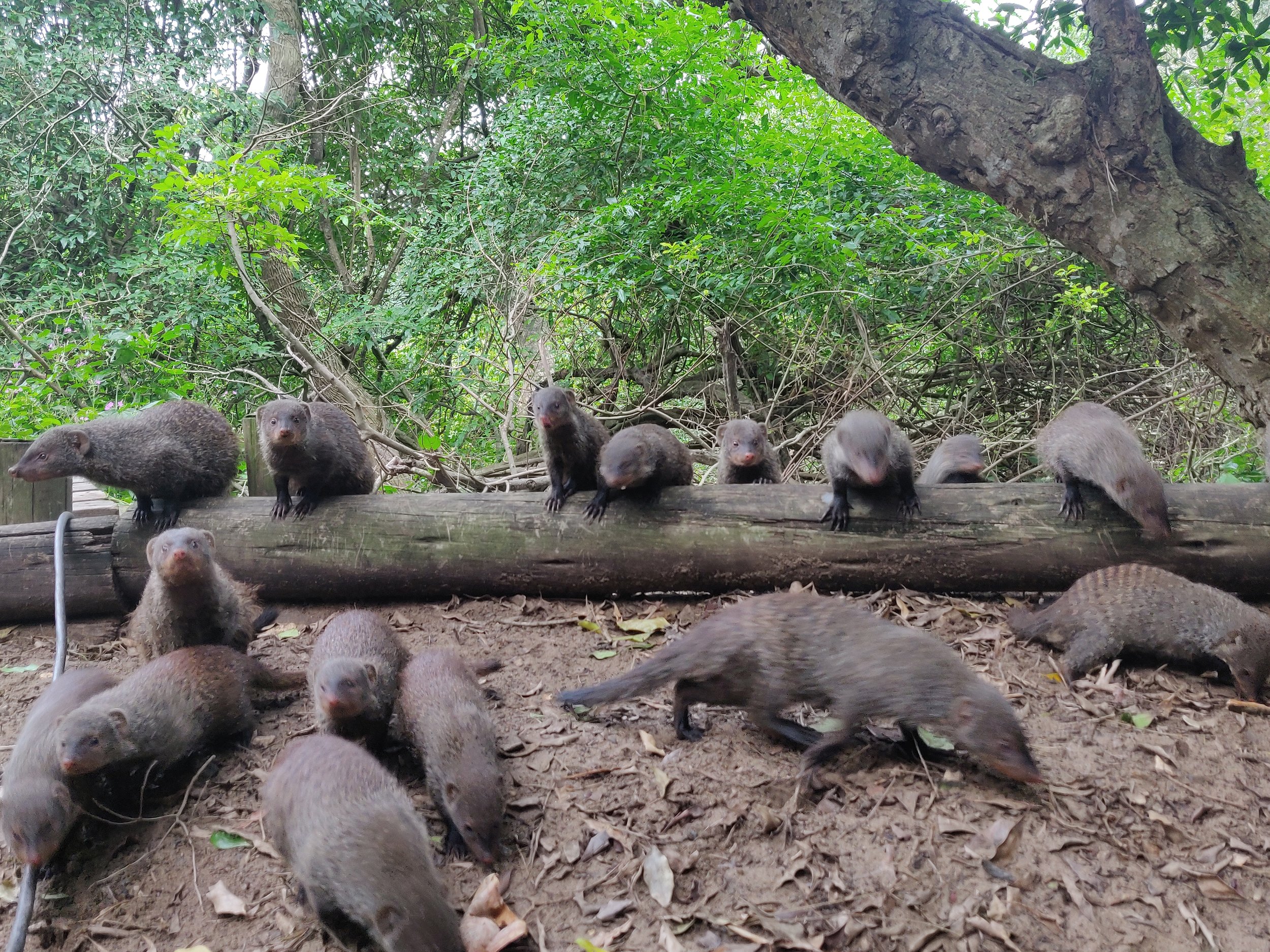 Multiple small, brown and grayish otters on a forest floor and a log, with green foliage and tree branches in the background.