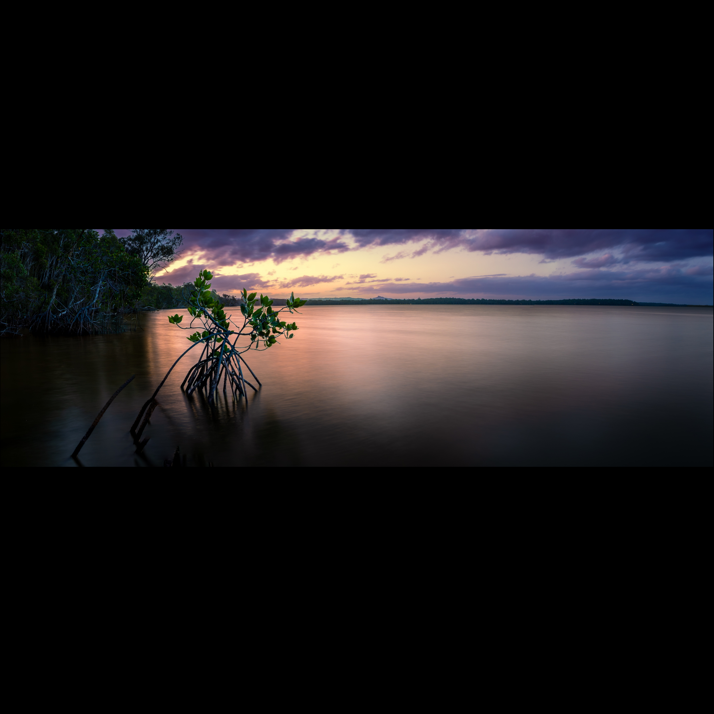 Mangrove at the Edge of Light (Panoramic)