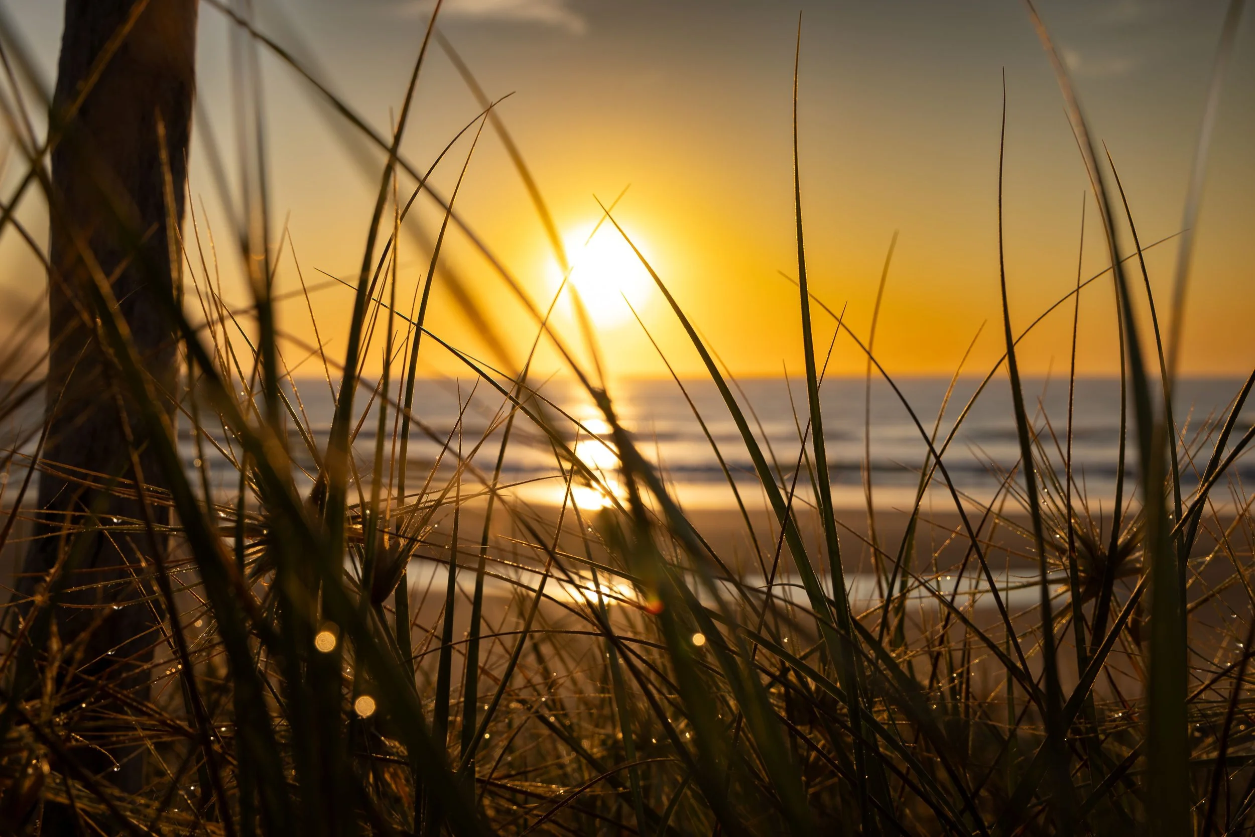 Dawn Through the Grasses  SMALL.jpg