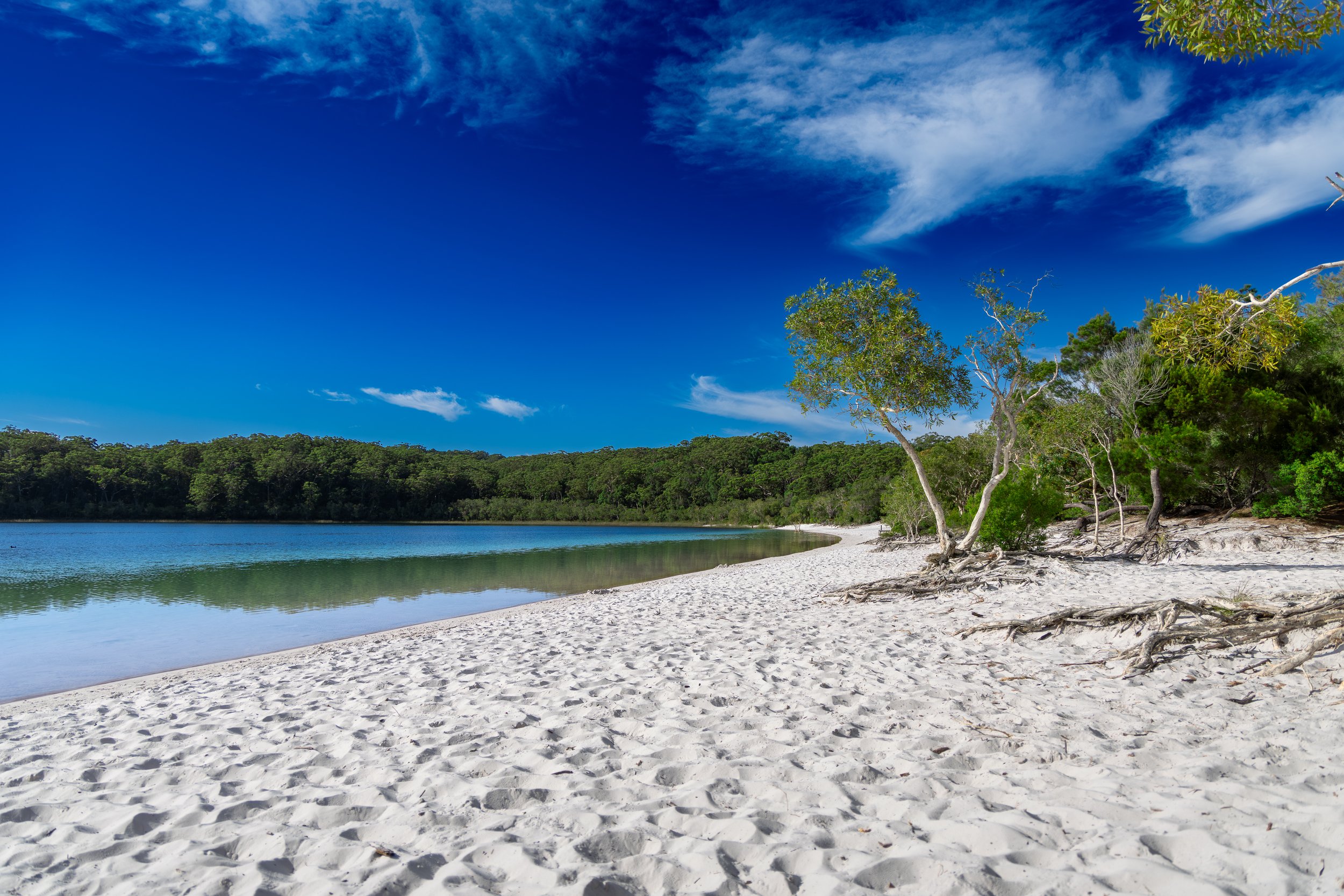 Forest kisses the Shore