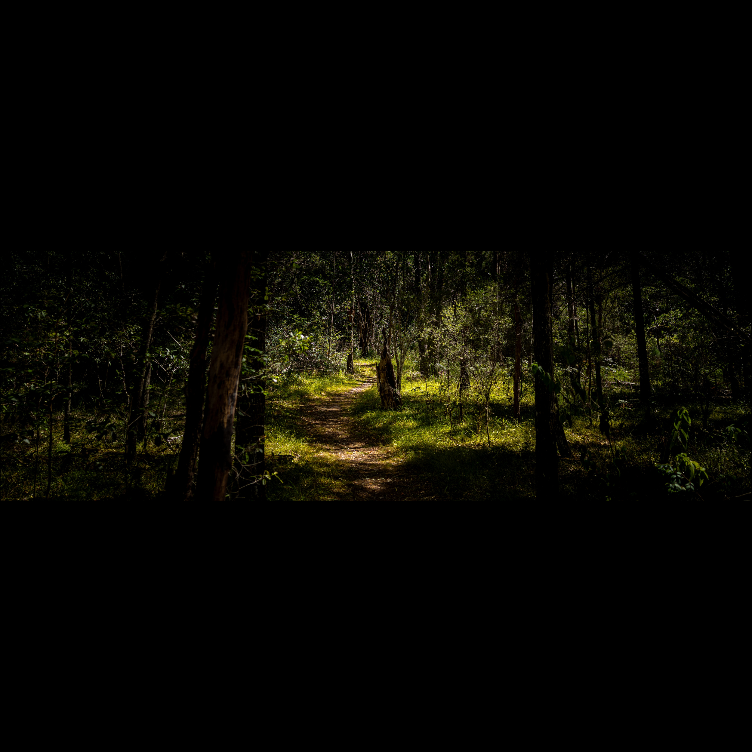 Where the Light Finds the Path (Panoramic)