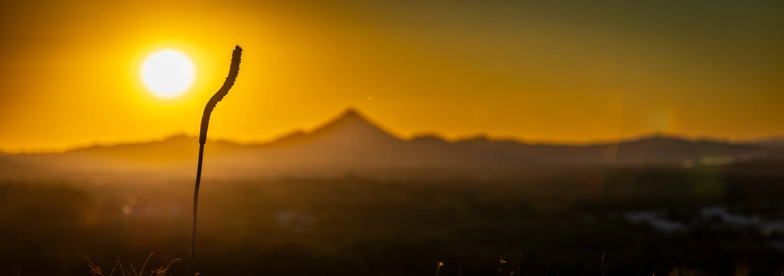 Lone Stem (Panoramic)