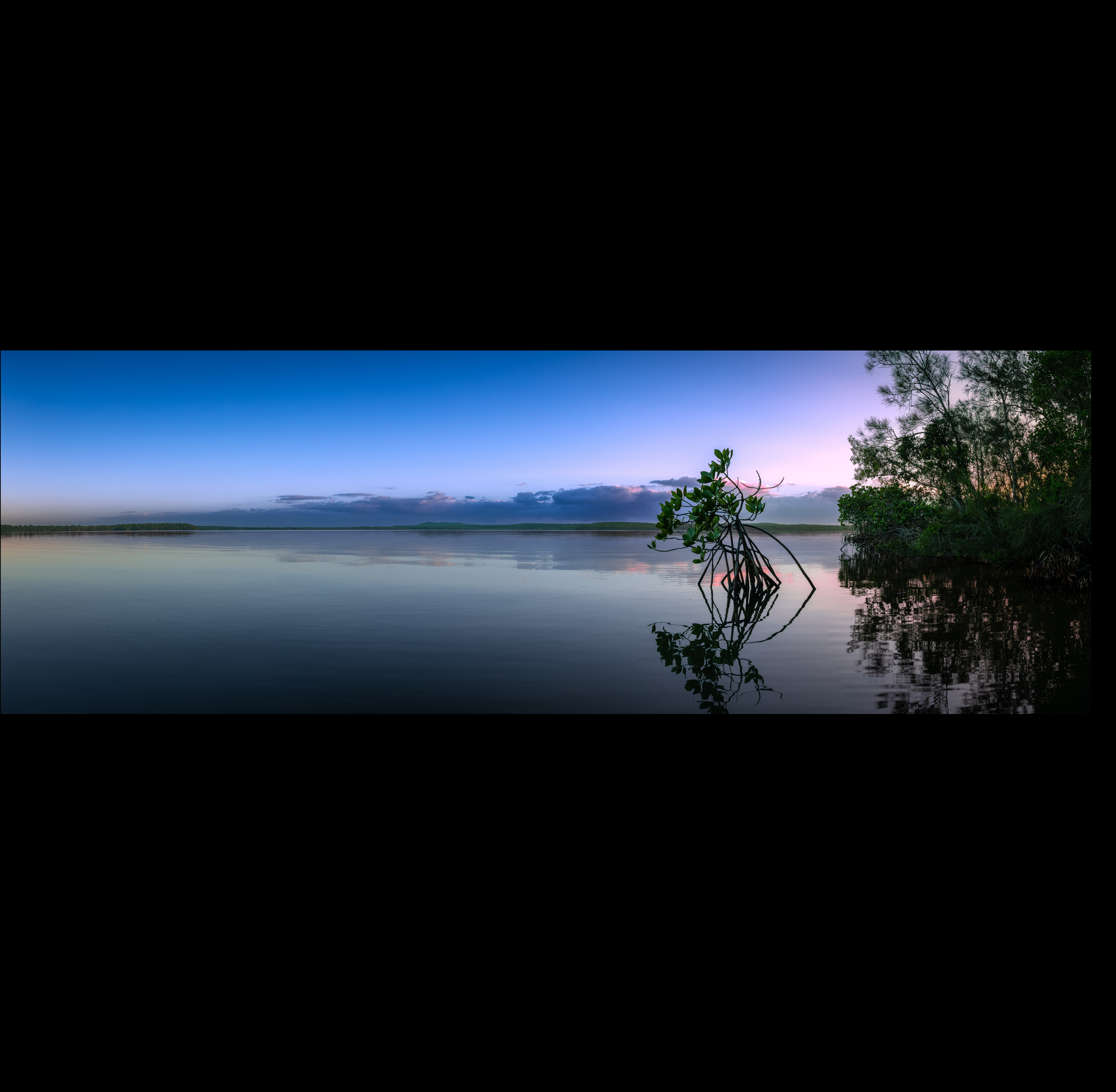 Dawn Holds the Mangrove (Panoramic)