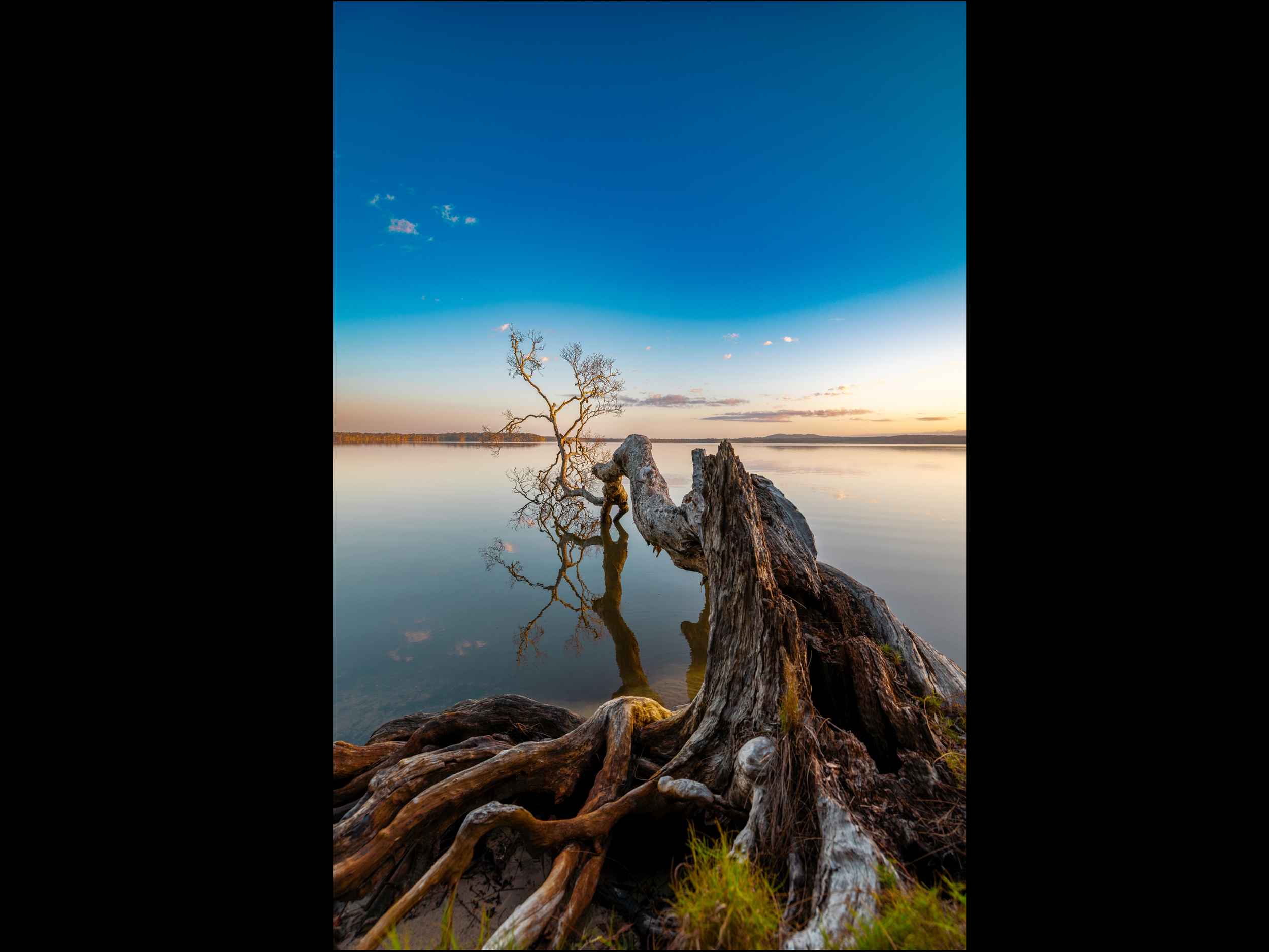 Rooted in Reflection