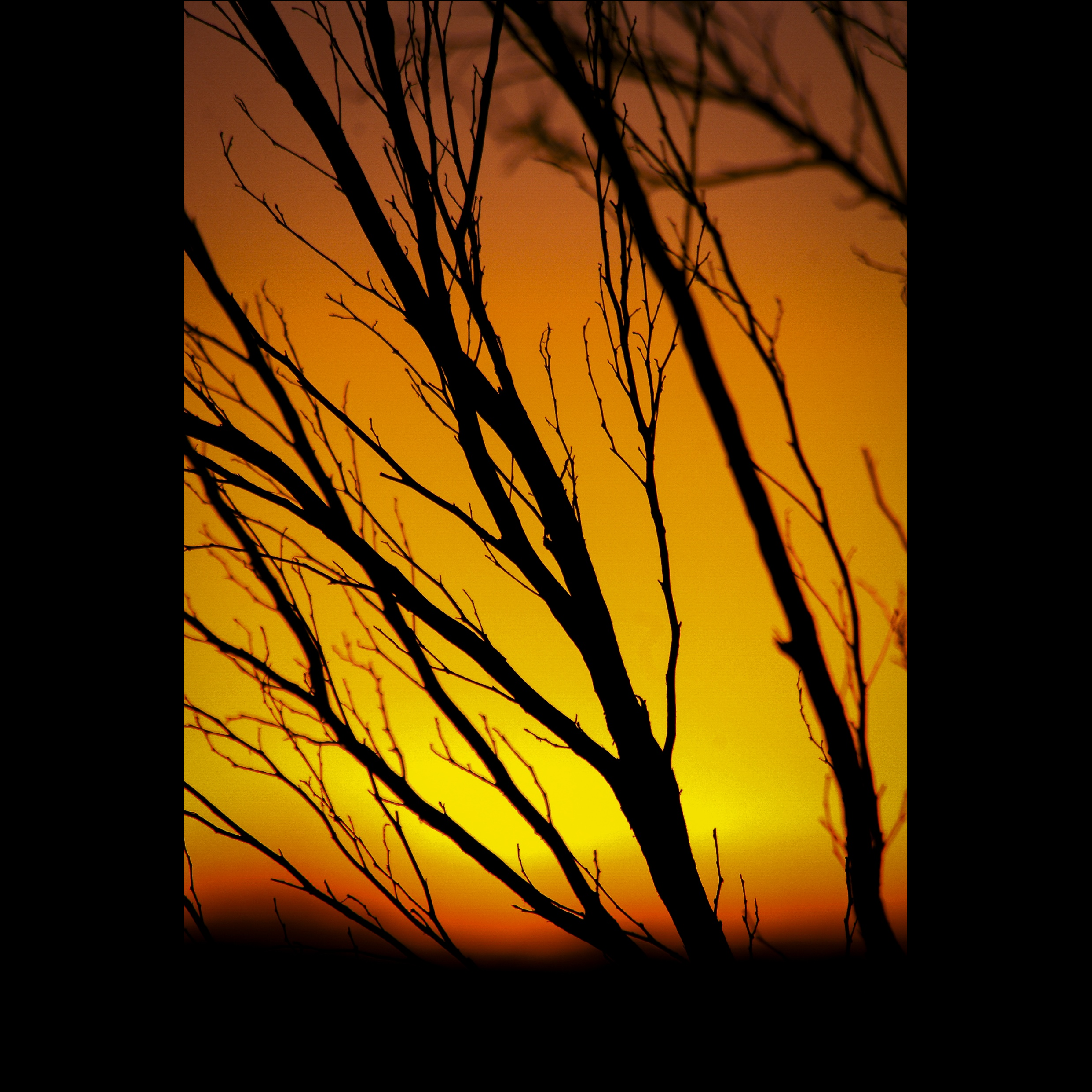 Evening in the Scrub SQUARE.png