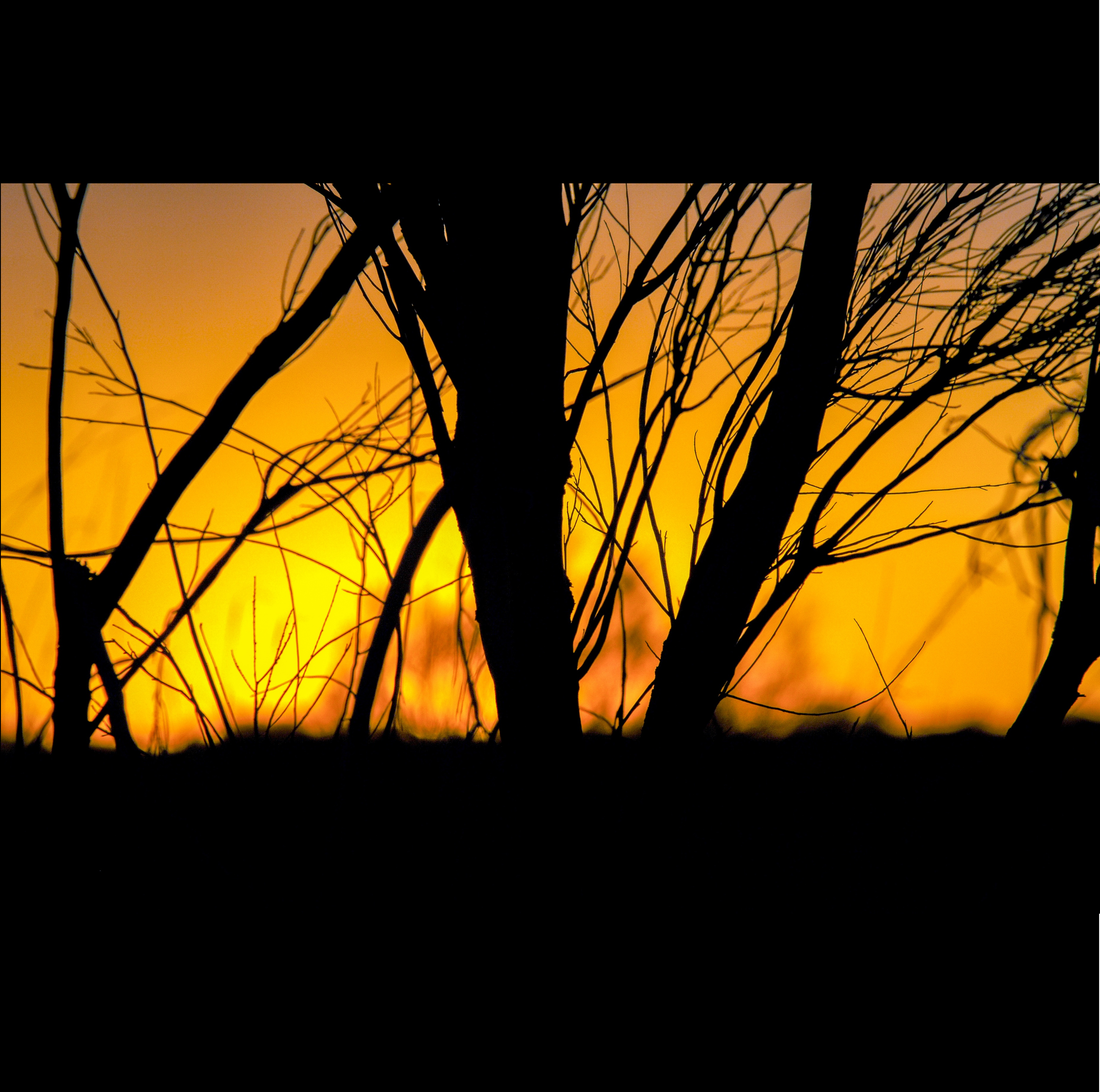 Queensland Afterglow SQUARE.png