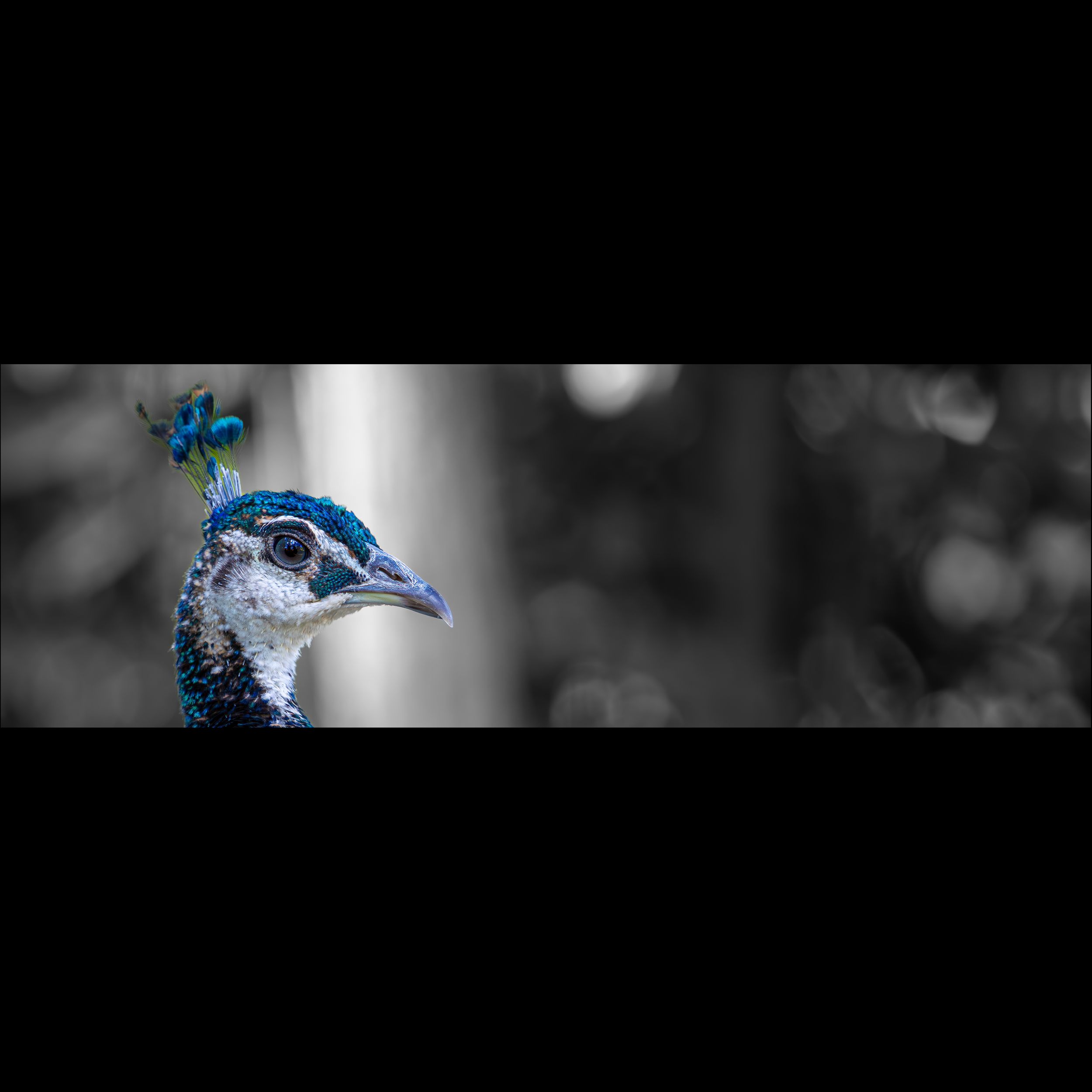 Crowned in Colour