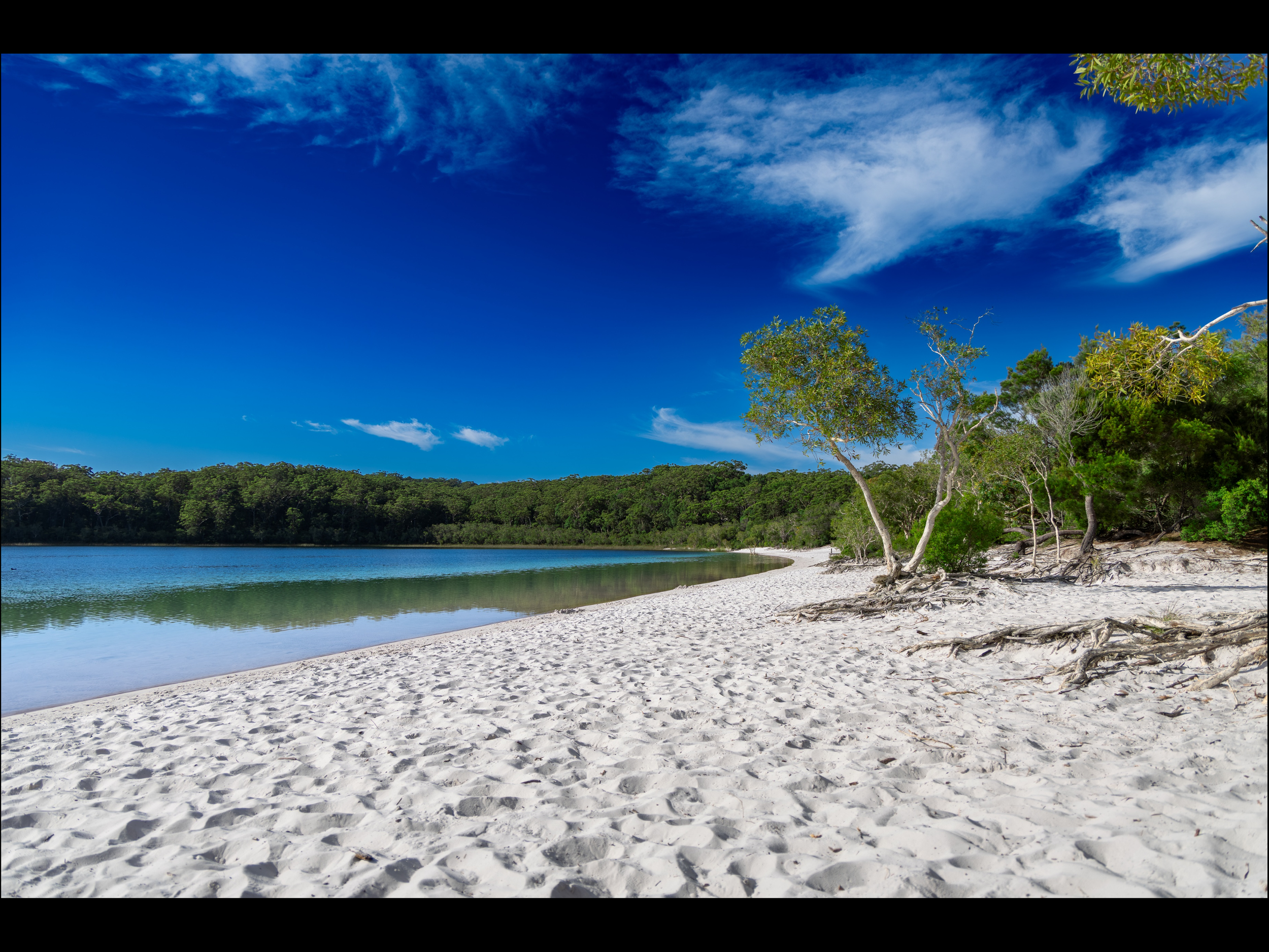 Forest kisses the Shore