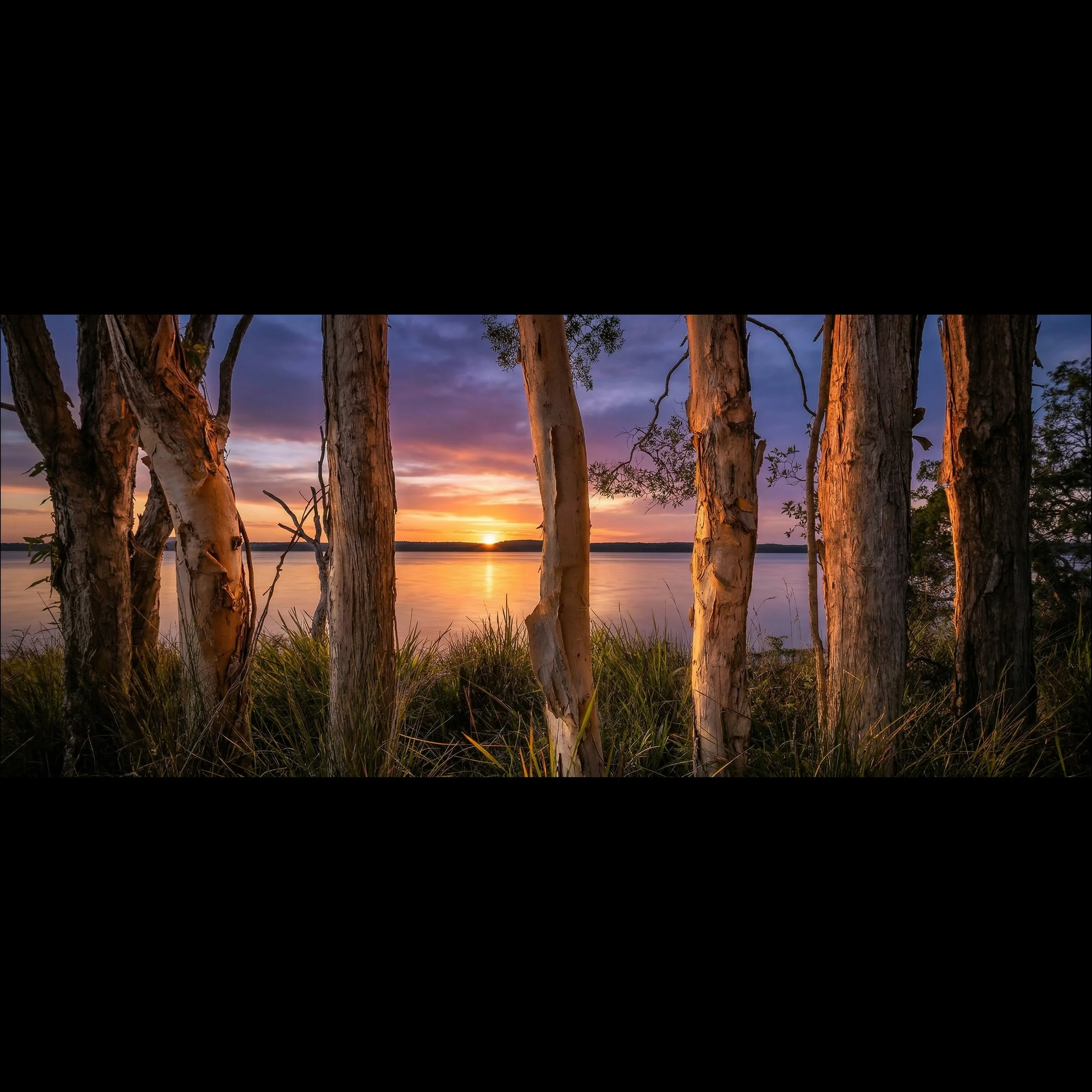Paperbarks at Day’s End