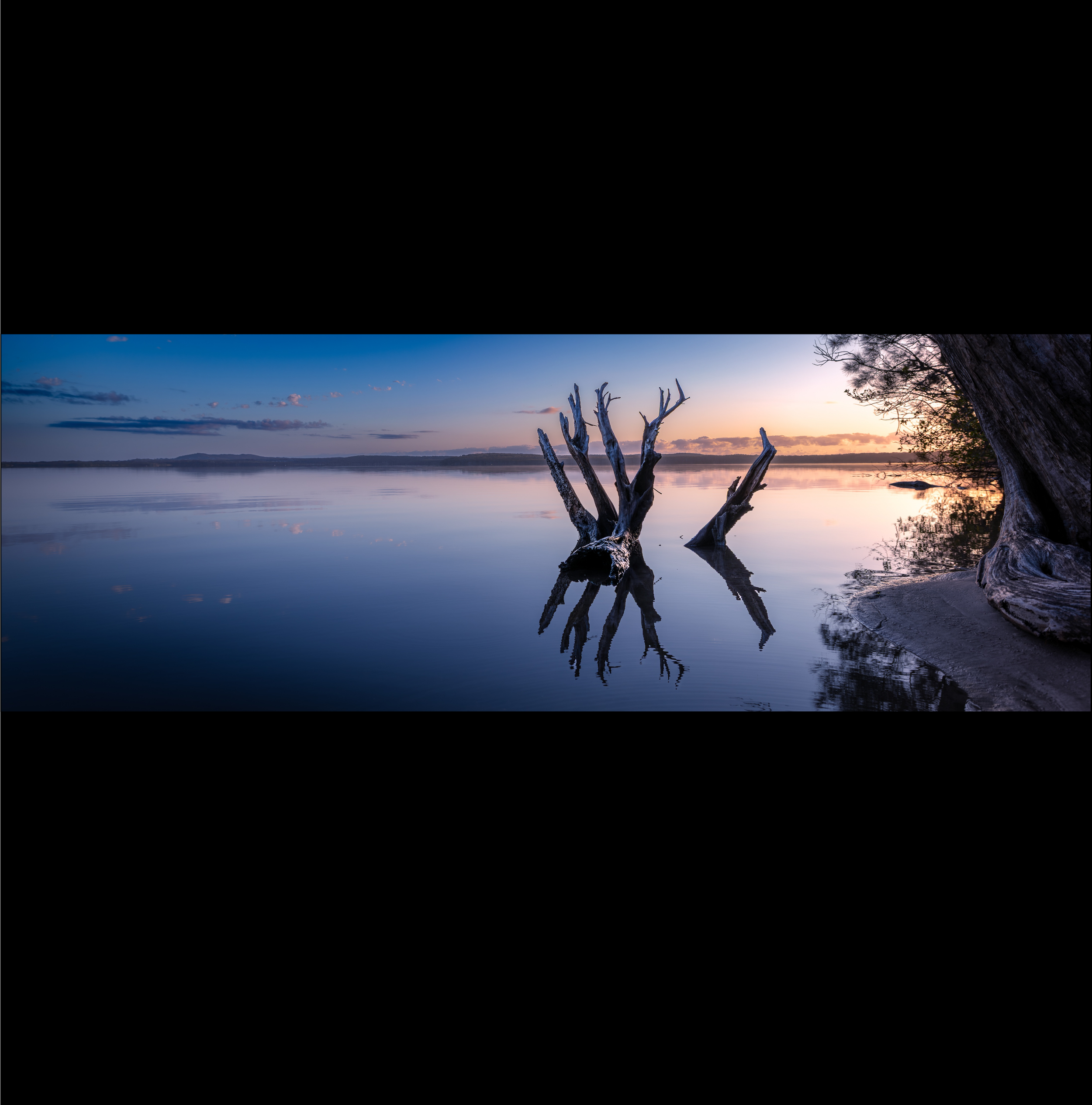 Branches of Dusk_web2.png