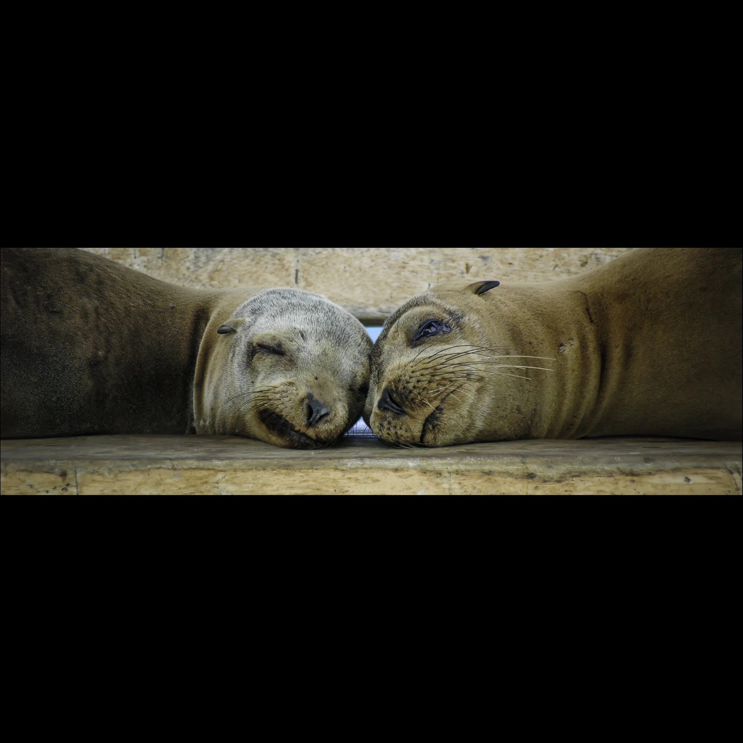 Snooze Buddies Forever (Panoramic)