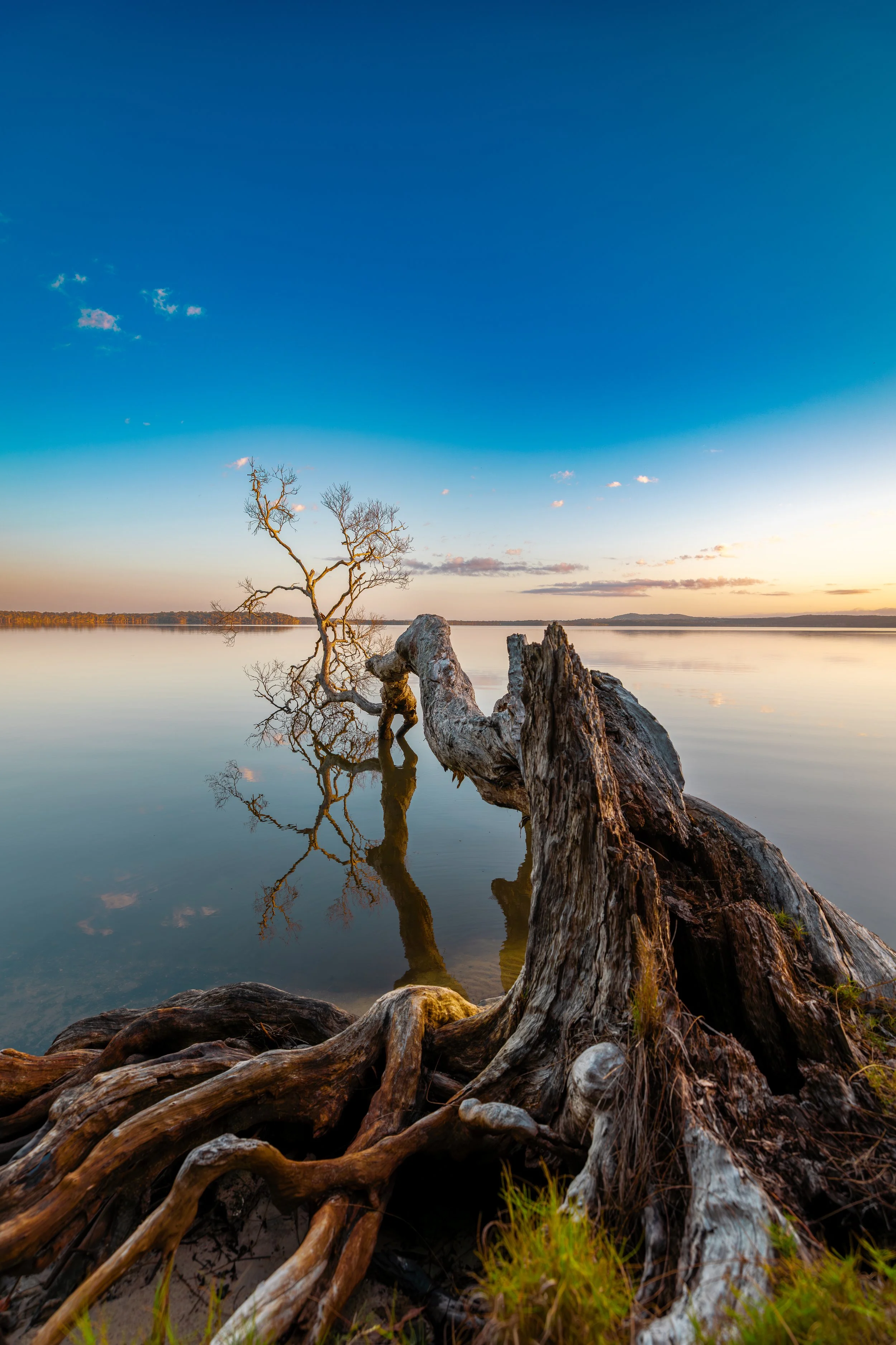 Rooted in Reflection