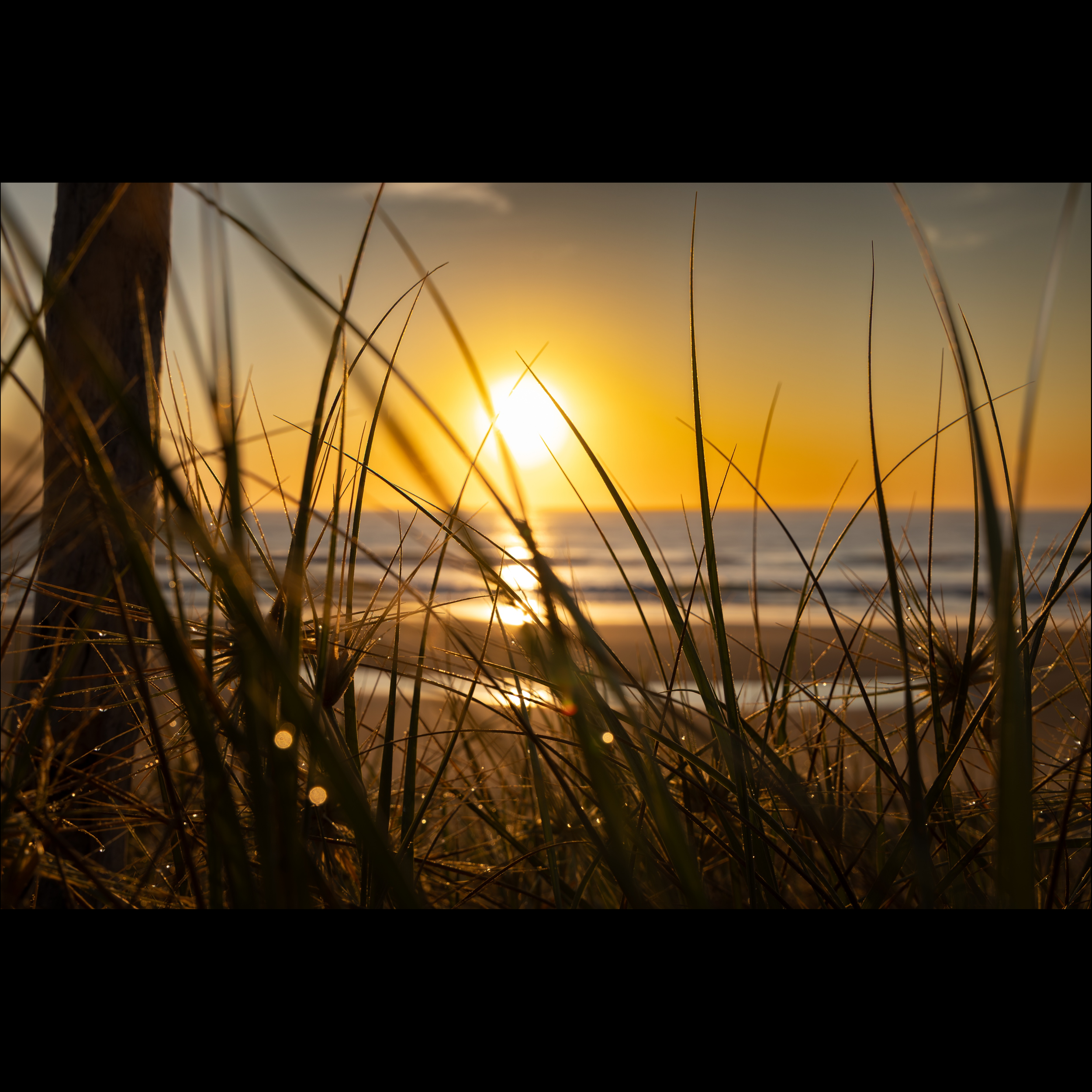 Dawn Through the Grasses SQUARE.png