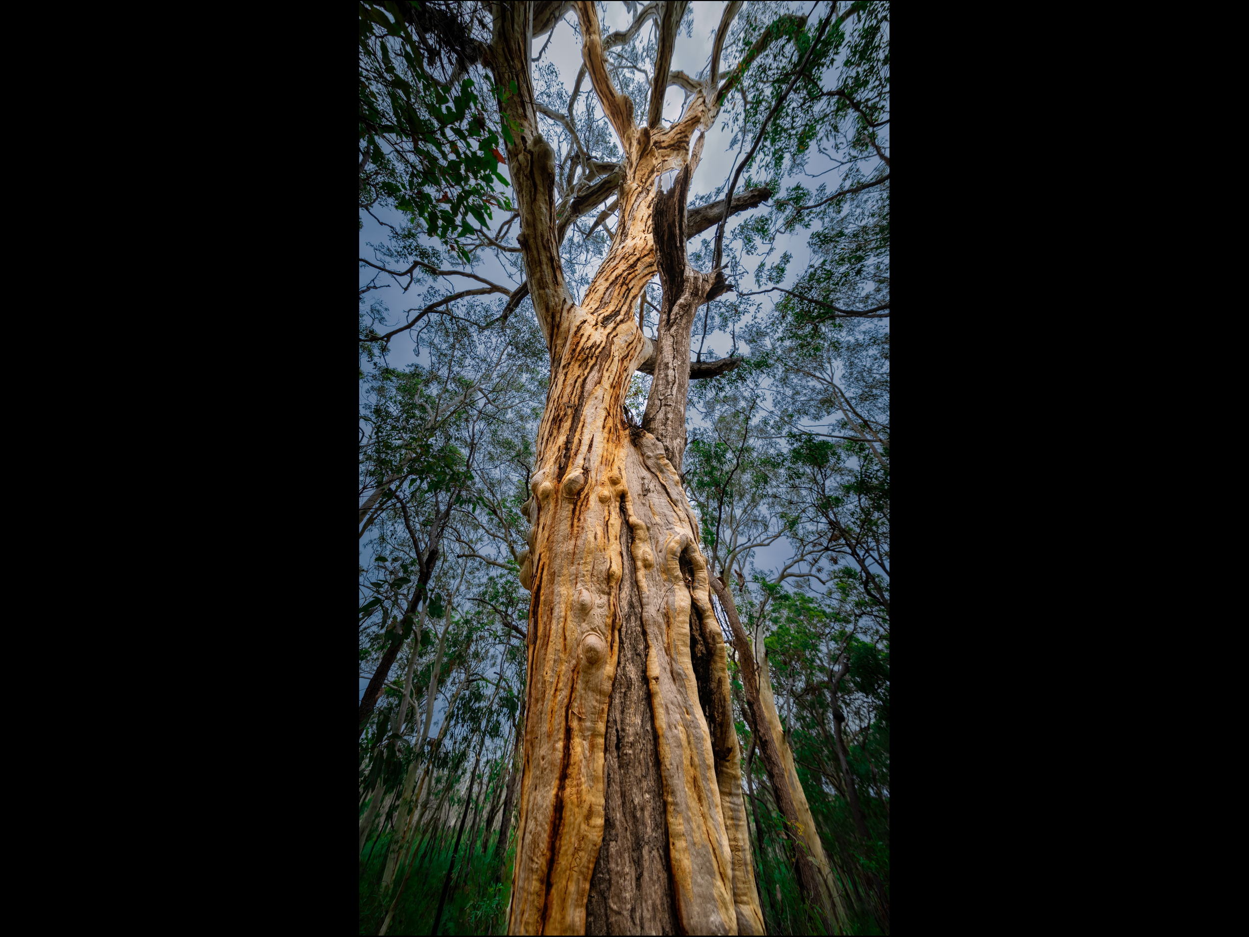 tiget tree reaching for mystery.png