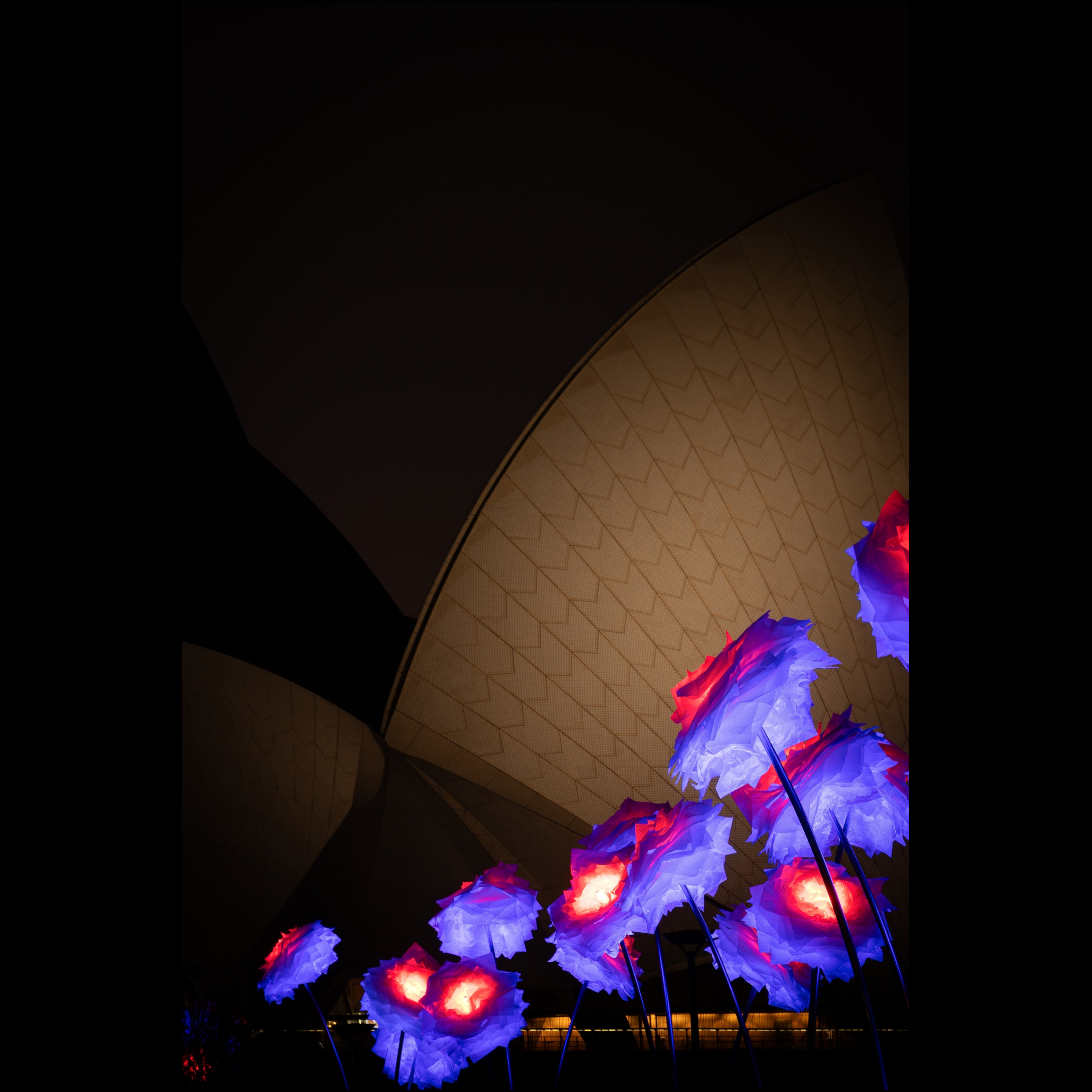 Bloom Beneath the Sails