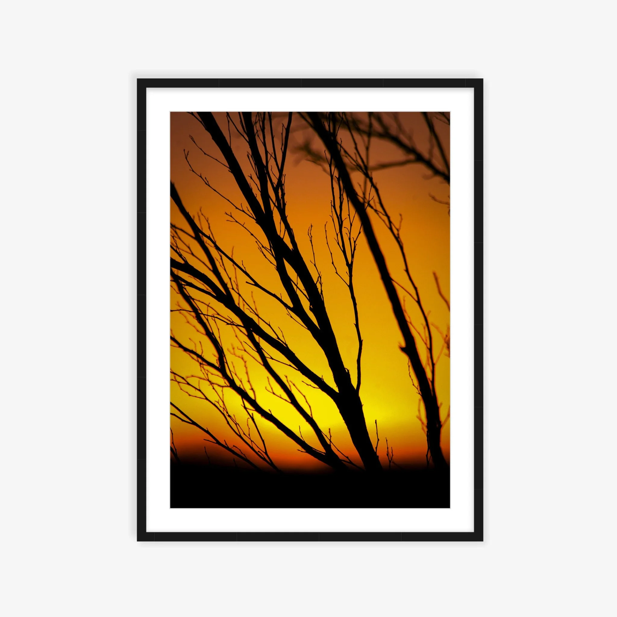 Evening in the Scrub ARTROOM.jpg