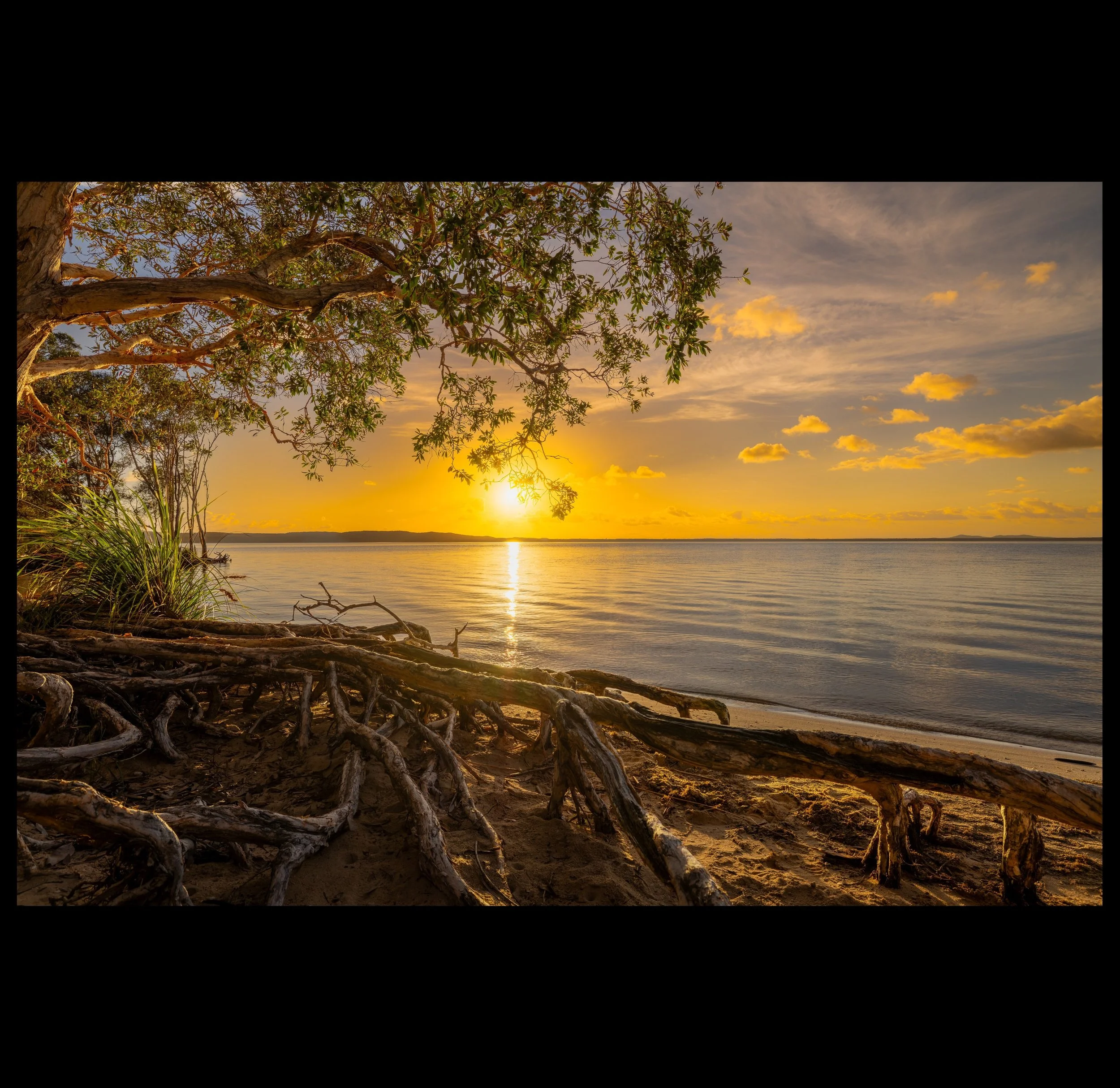 Roots in the First Light