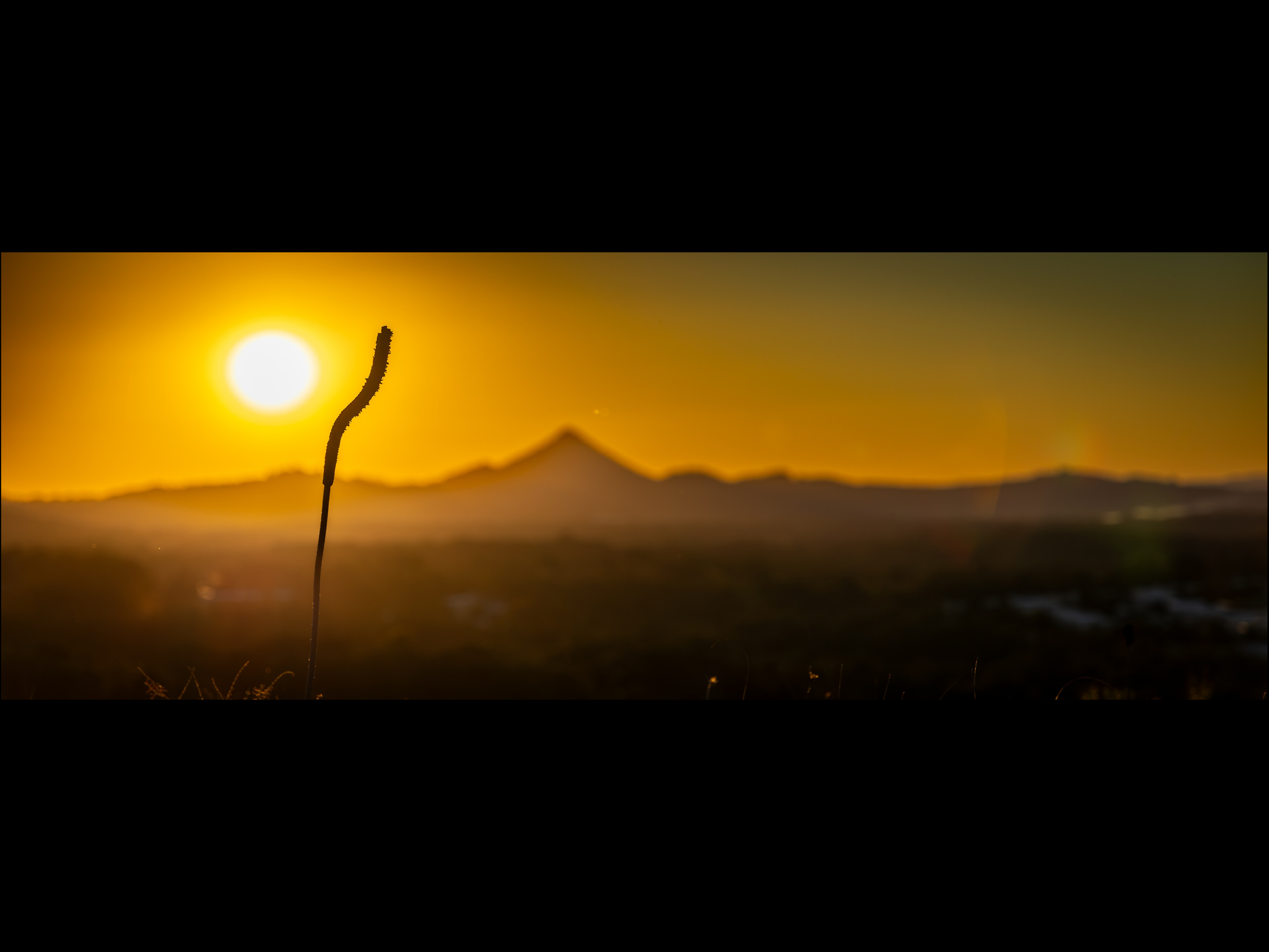 Lone Stem (Panoramic)