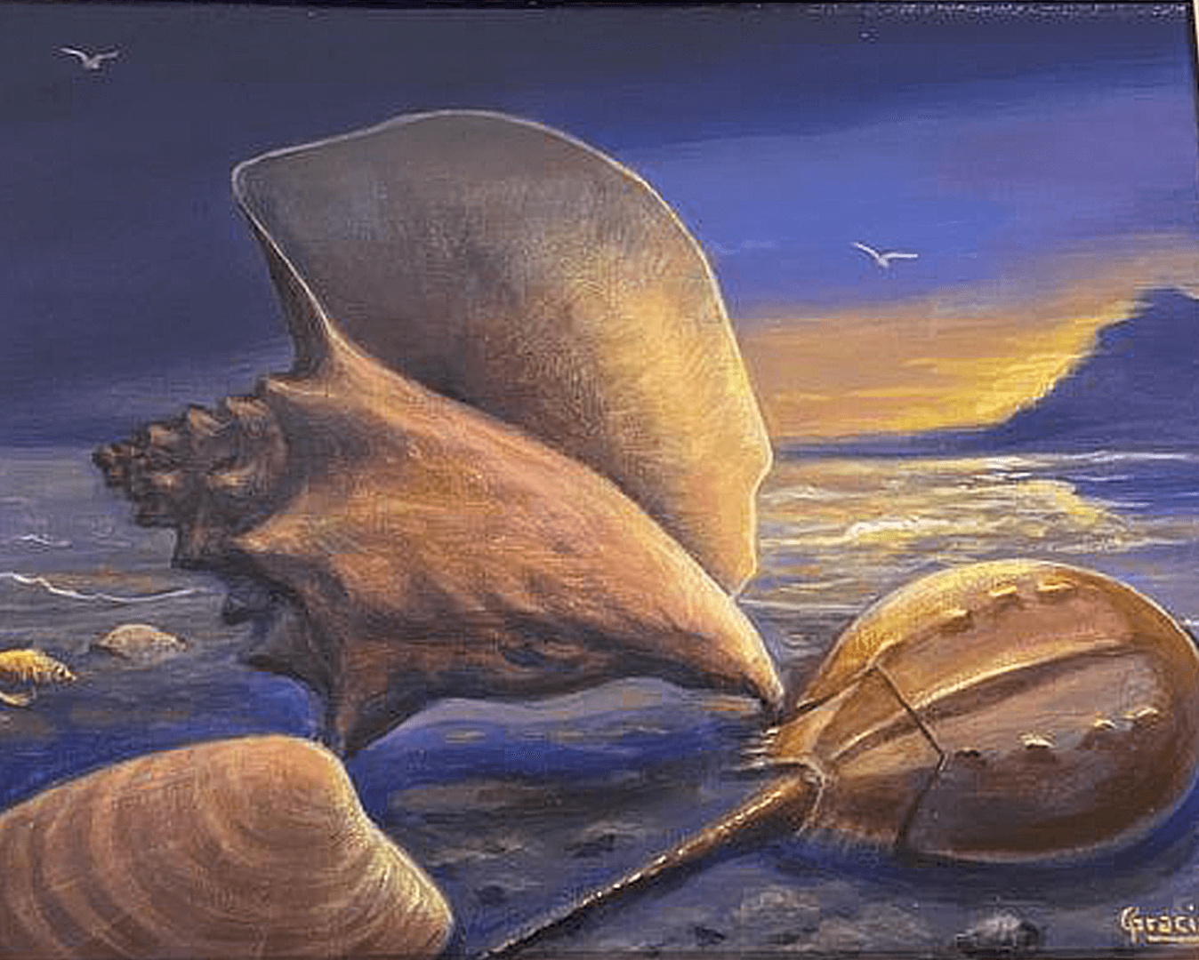 Marine Still Life w Seashells
