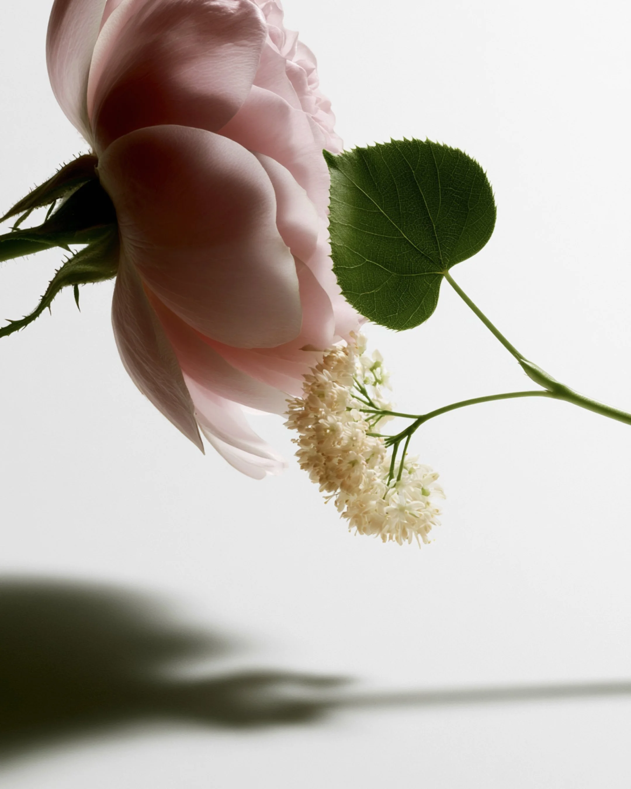 Flowers-BO.jpg