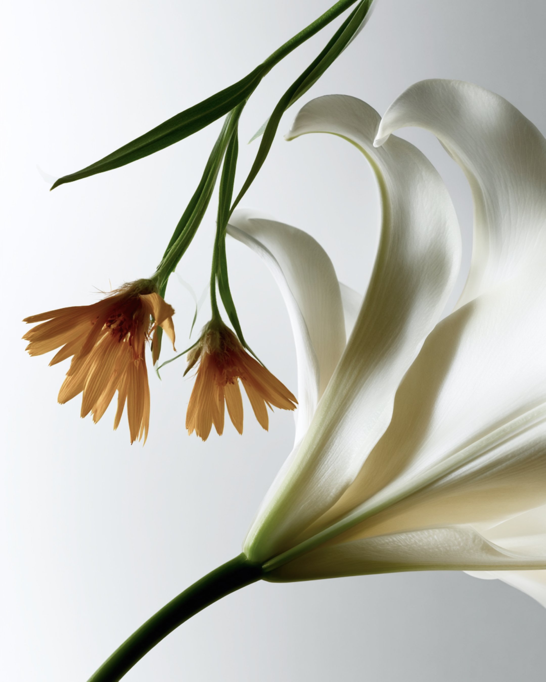 Flowers-OB.jpg
