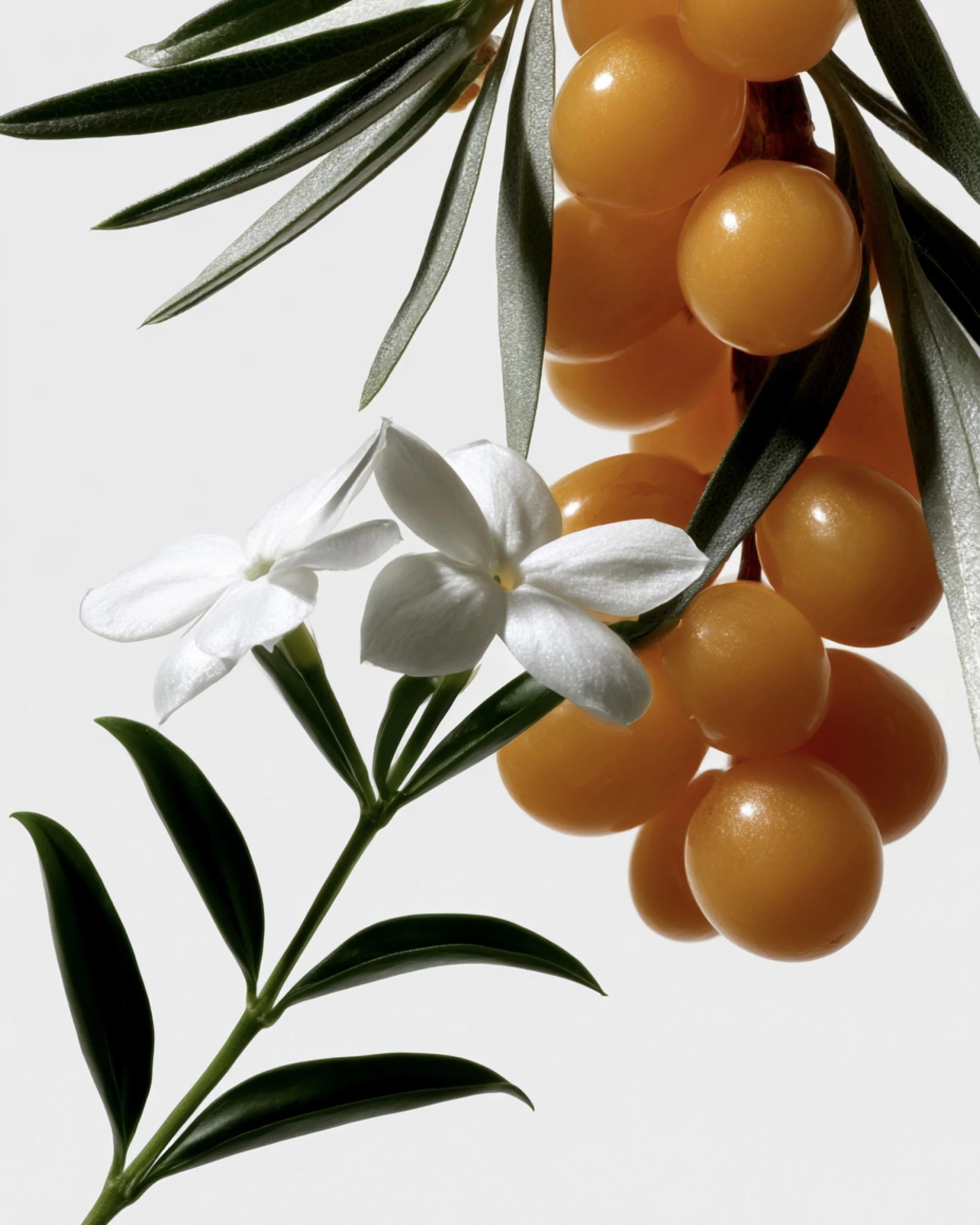 Flowers-EE.jpg