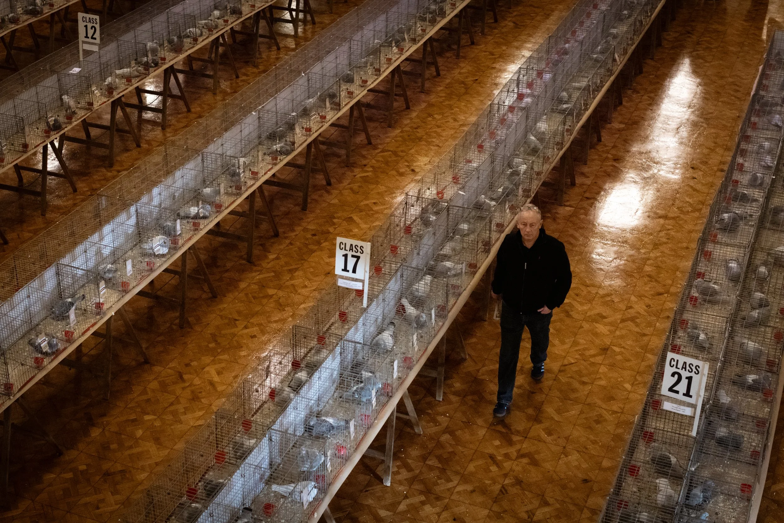 A person walking among caged pigeons labeled with class numbers in an indoor exhibition hall with wooden flooring.