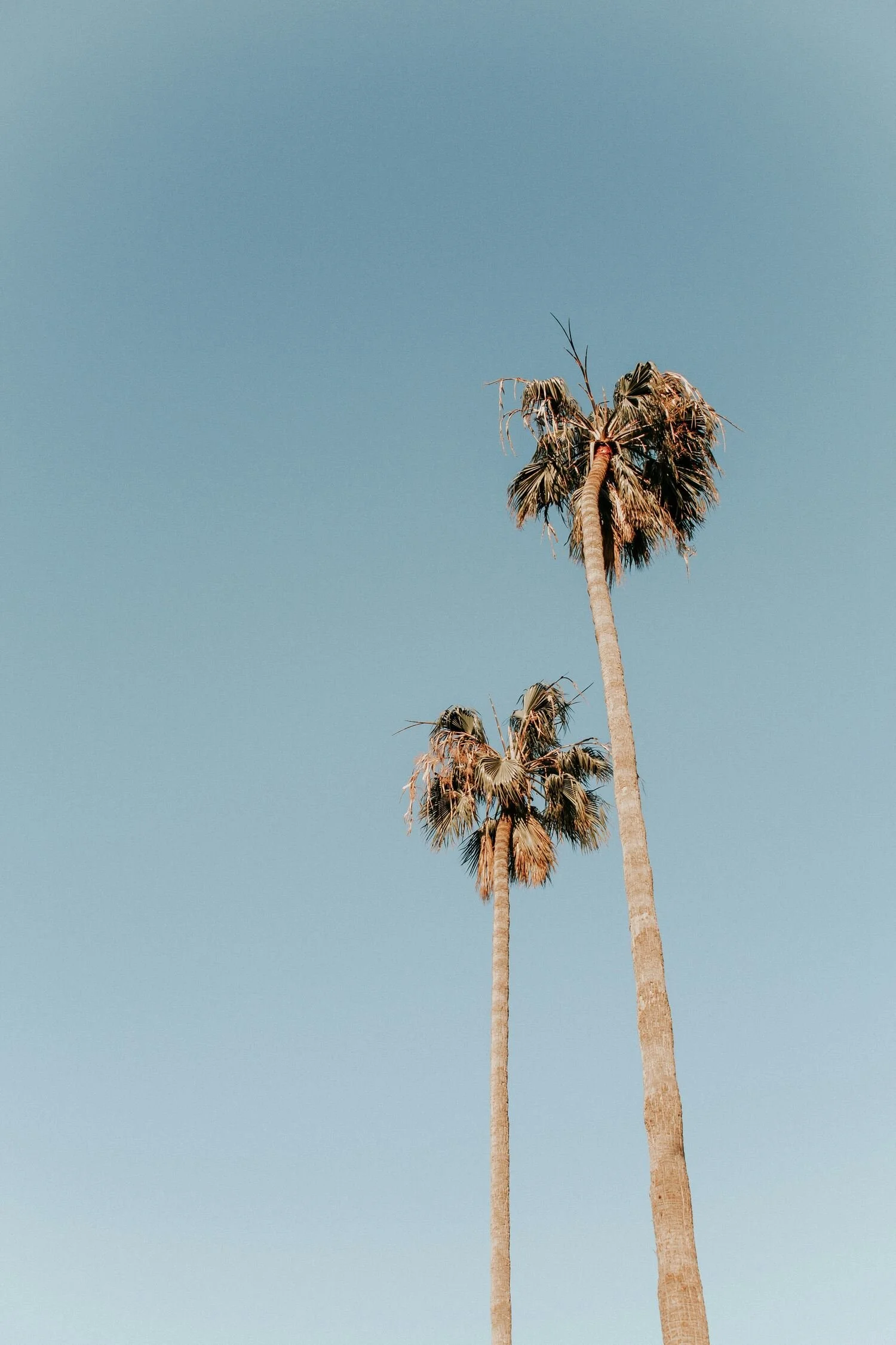 Two tall palm trees with fronds against a clear blue sky.