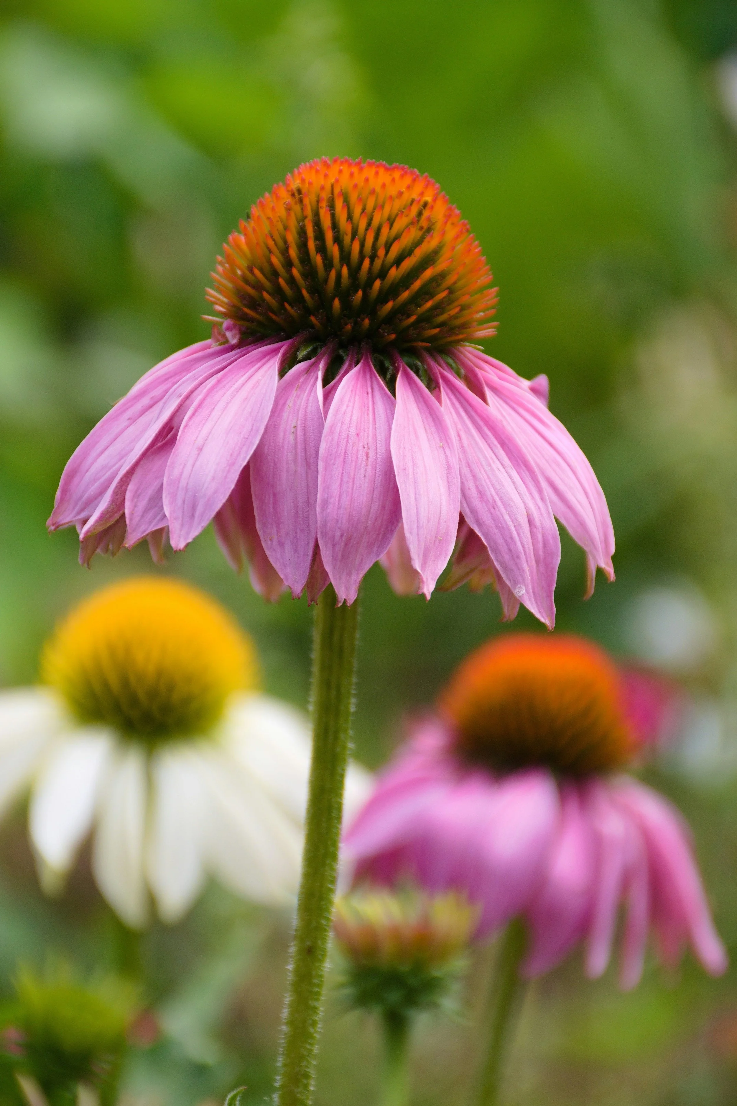 Close-up of a pink coneflower with a purple-pink petals and an orange-brown central cone, alongside other coneflowers with different colored flowers in the background.