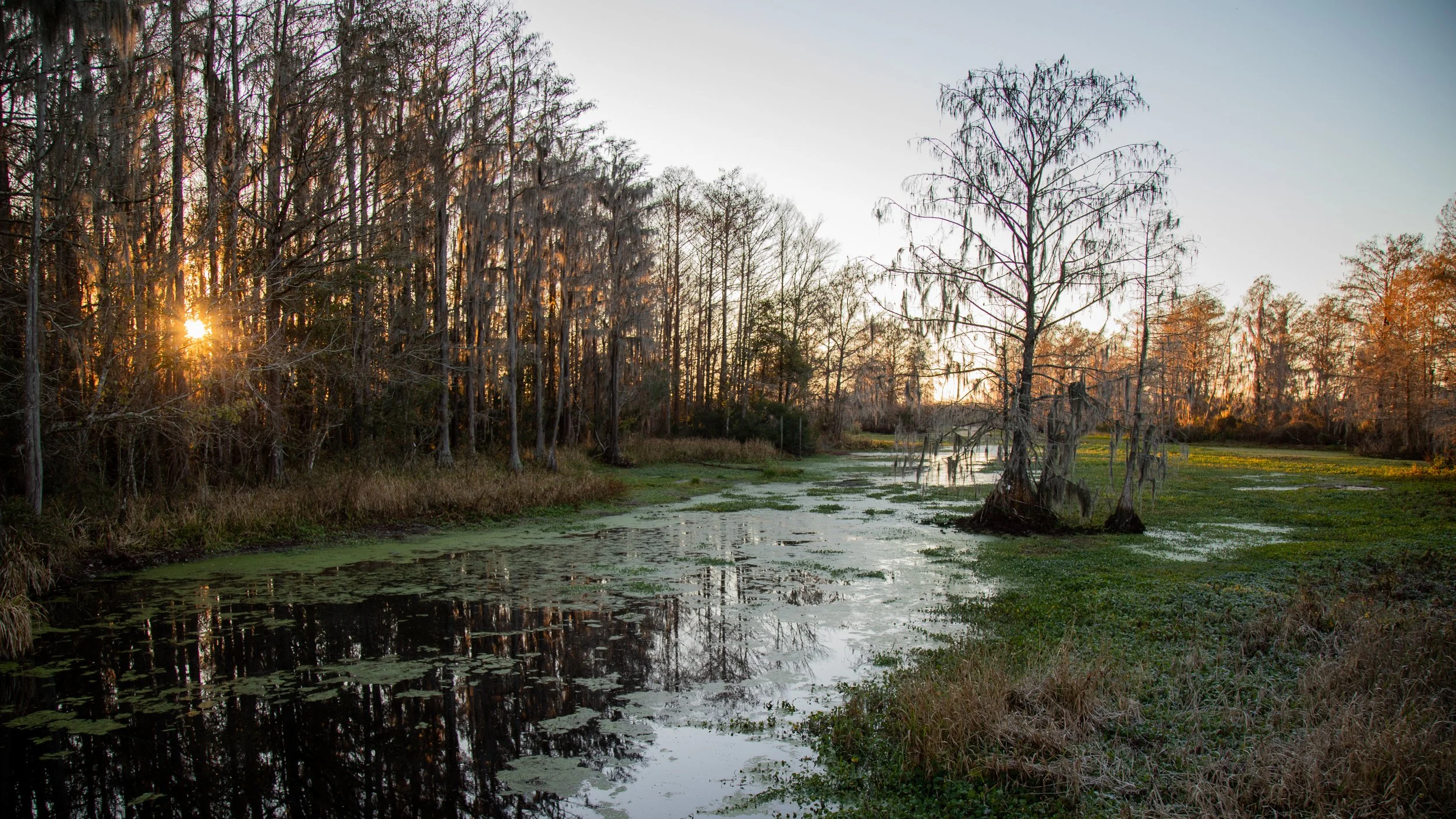 A wetlands scene at sunset with trees, some draped with Spanish moss, a pond with floating green vegetation, and a grassy area with sparse trees in the background.