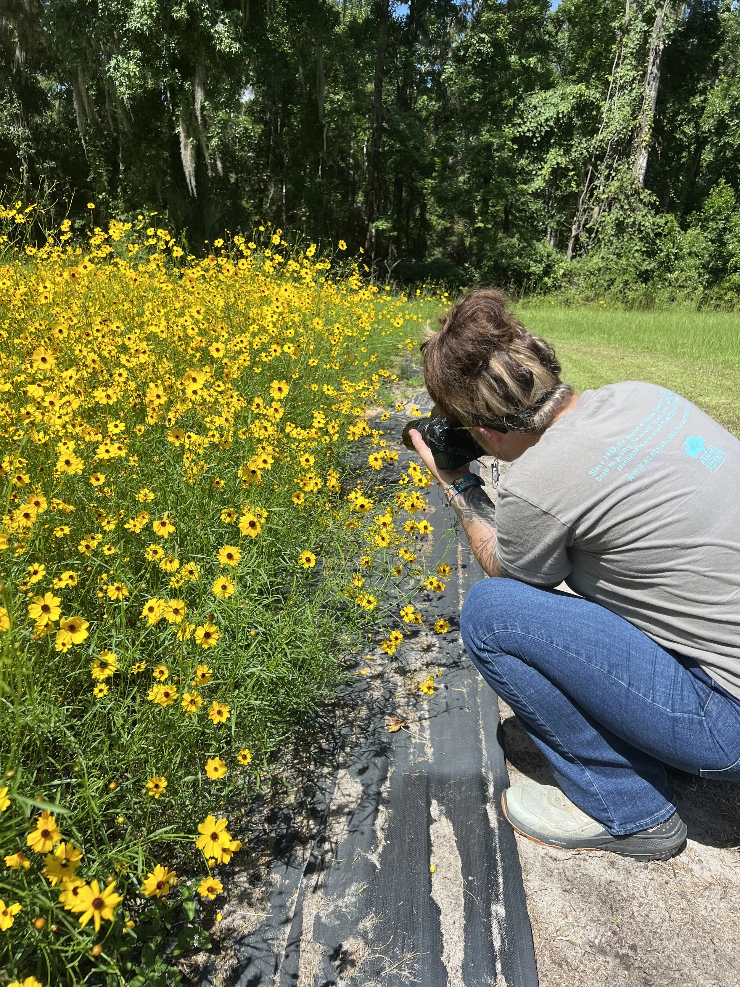 Person crouching and taking a photograph of yellow flowers on a sunny day in a natural outdoor setting with trees and grass in the background.