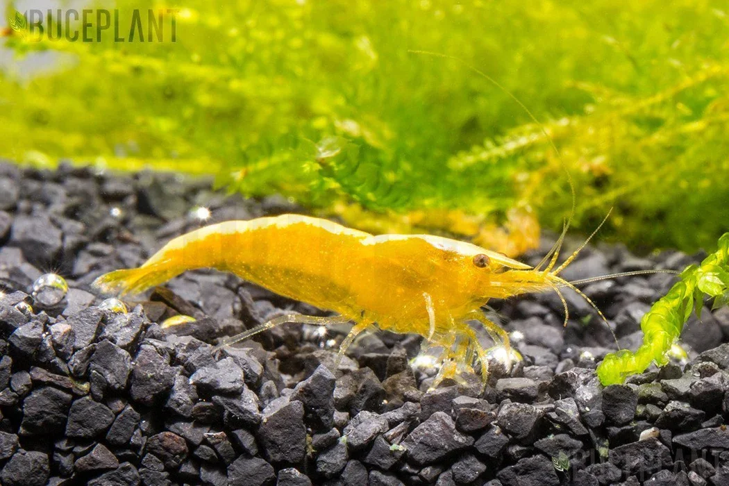 Yellow Lemon Shrimp Mini Cup