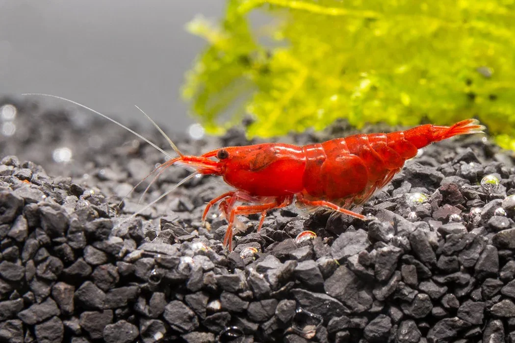 Red Cherry Shrimp Mini Cup