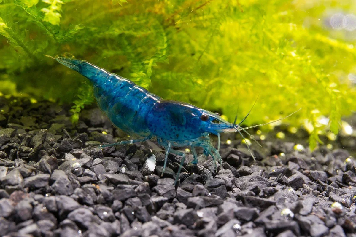 Blueberry Dream Shrimp Mini Cup