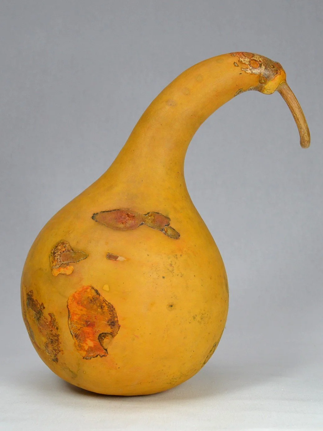 Natural History joins the Museum