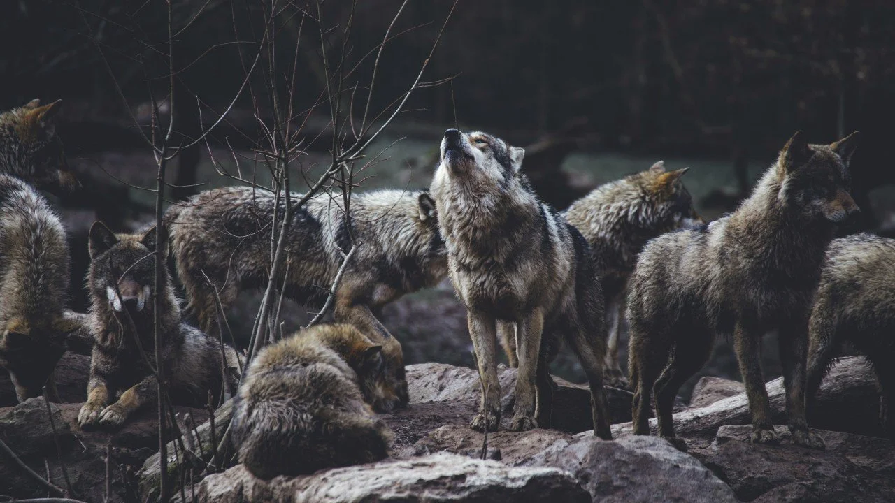 Technologists are always crying wolf (because of all the wolves)