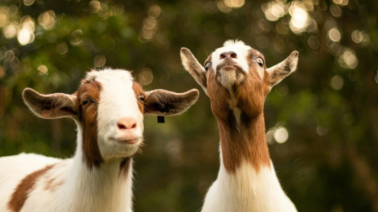 There's always a bigger goat: don't let big problems stop you solving smaller problems