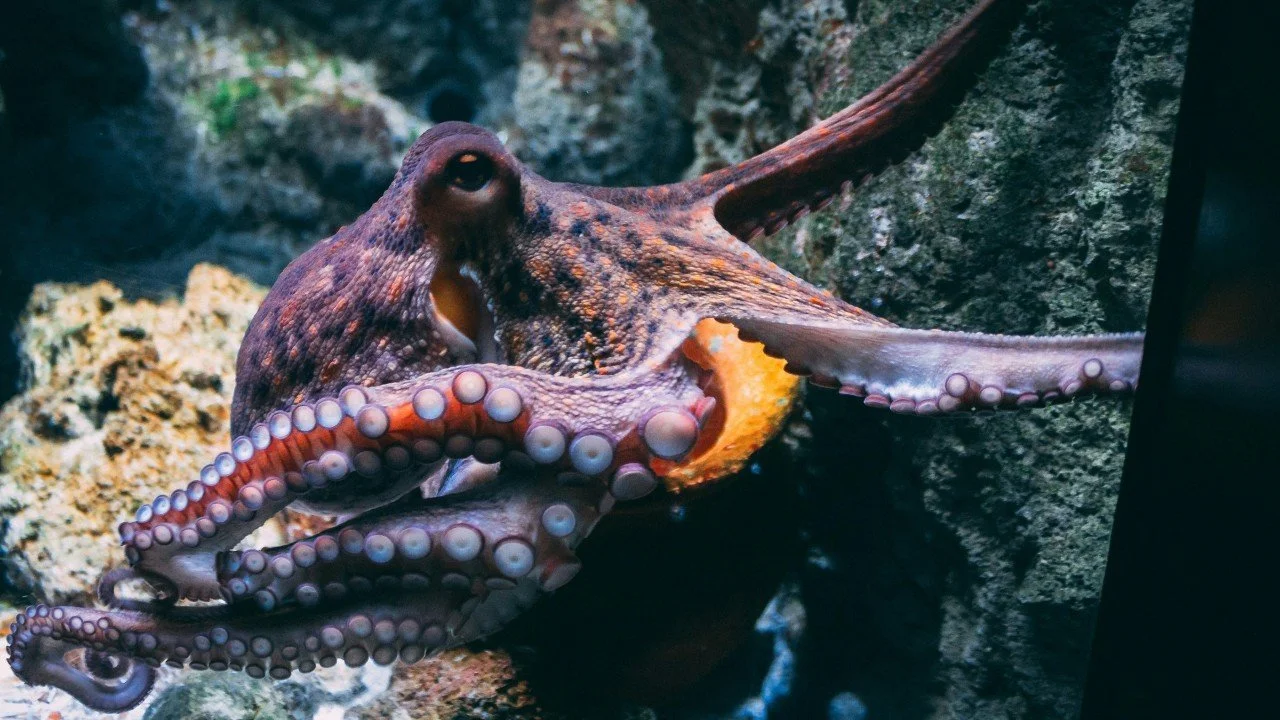 Welcome to the age of the puppeteer octopus